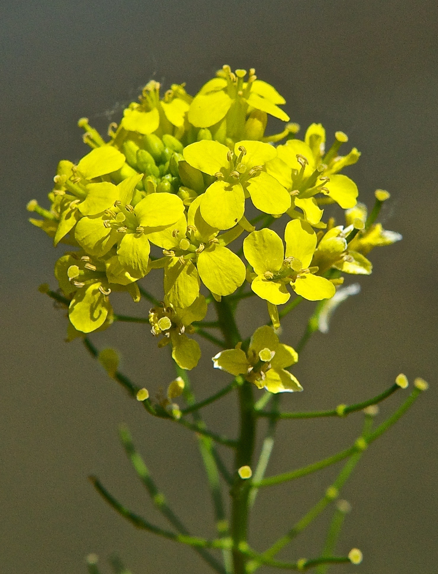 A Black Mustard (Introduced)