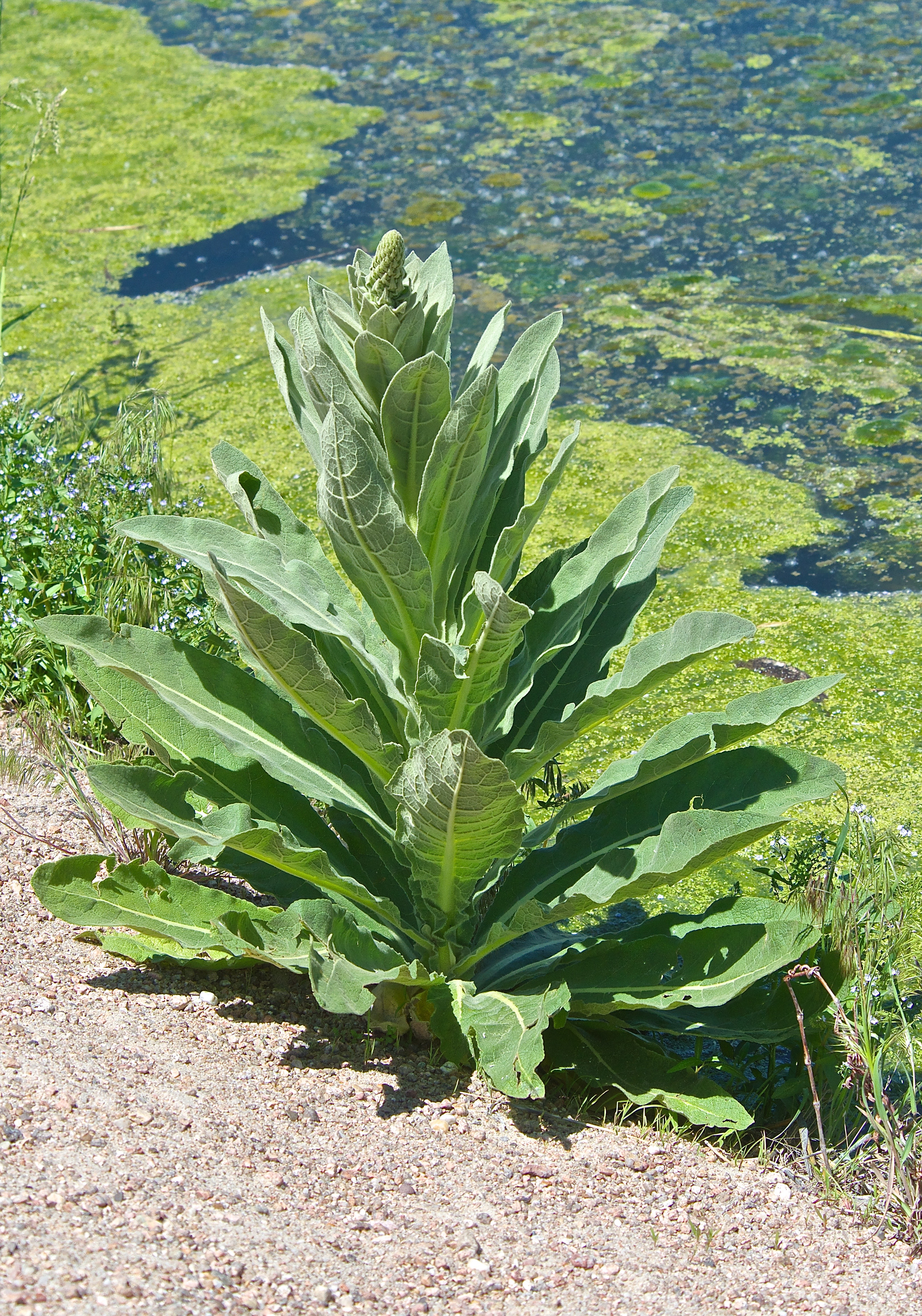 Mullein (June 8 '13)