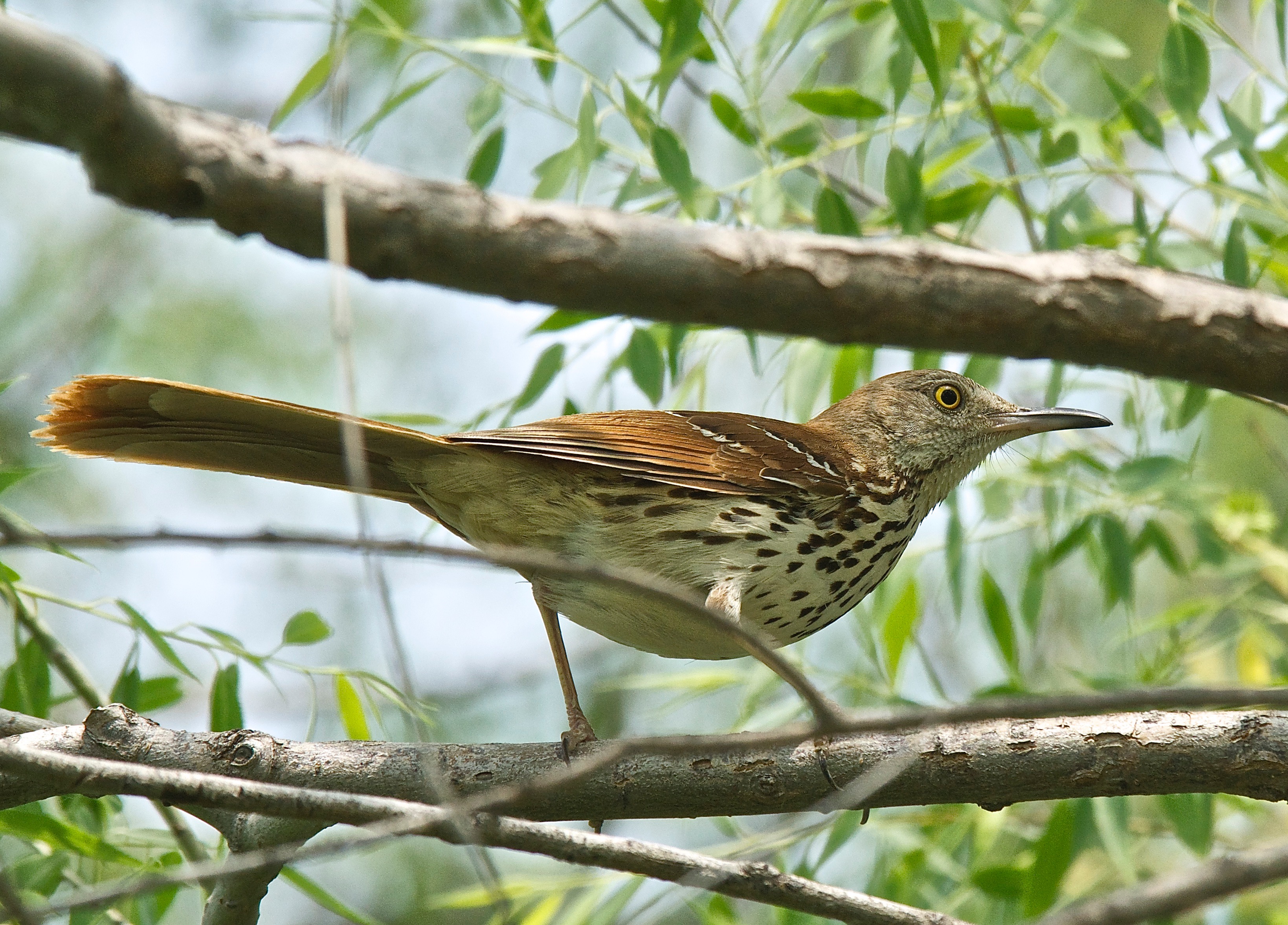 Brown Thrasher