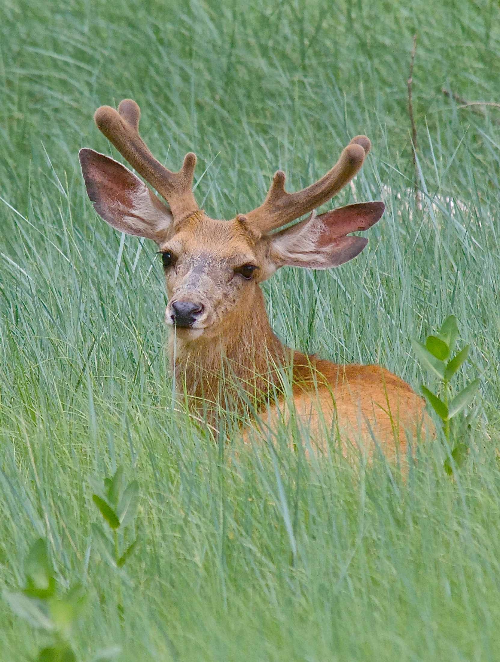 Mule Deer (L. Split Ear 6-14-13) (Summer Red)