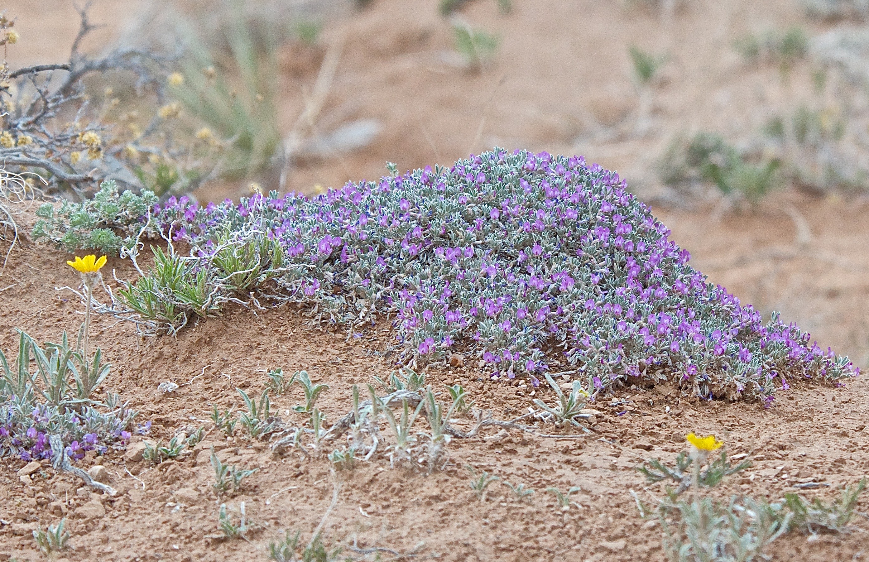 Silky Orophaeca (Orophaca sericea)