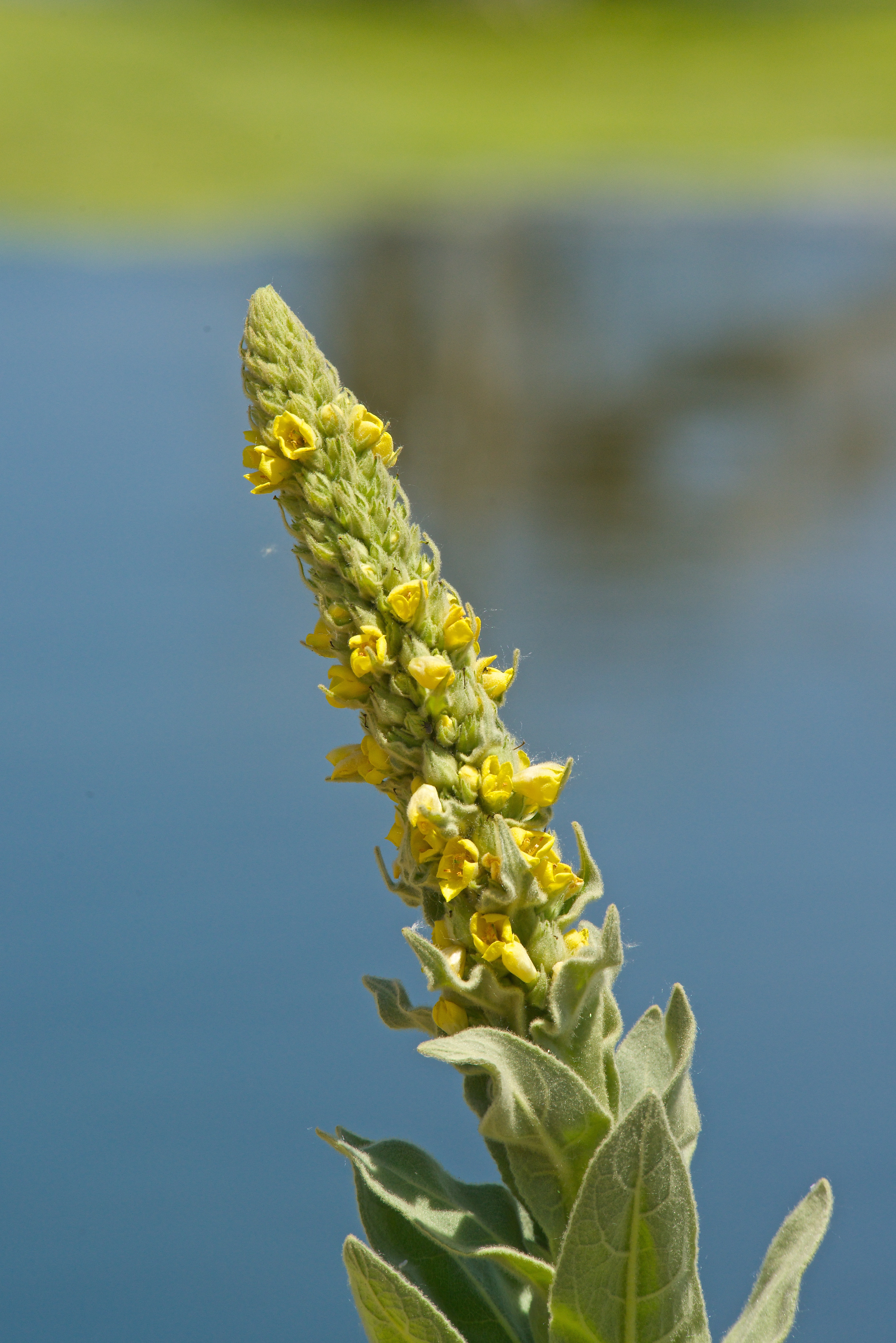 Mullein Infloresence (June 15 '13)