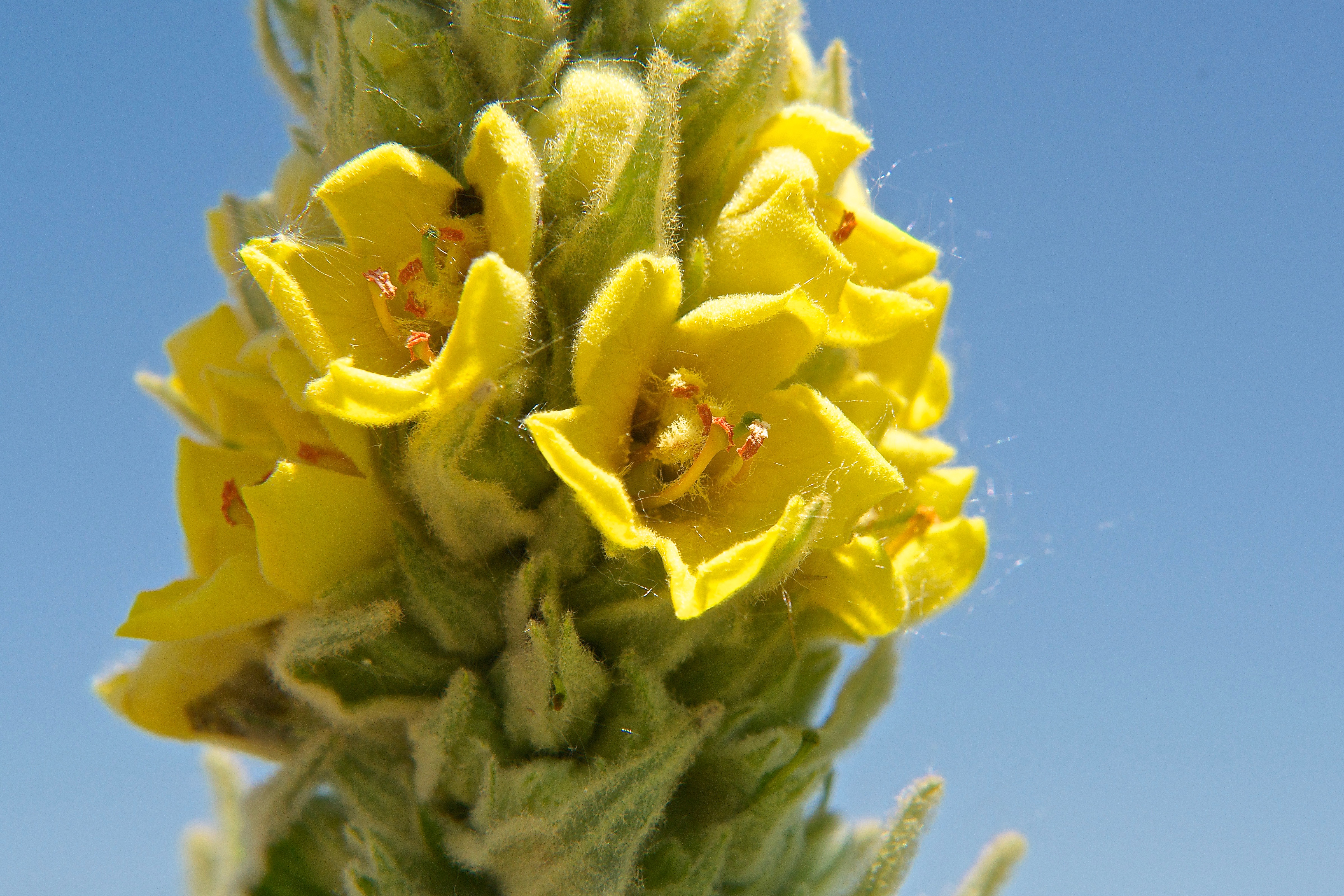 Mullein Blossom