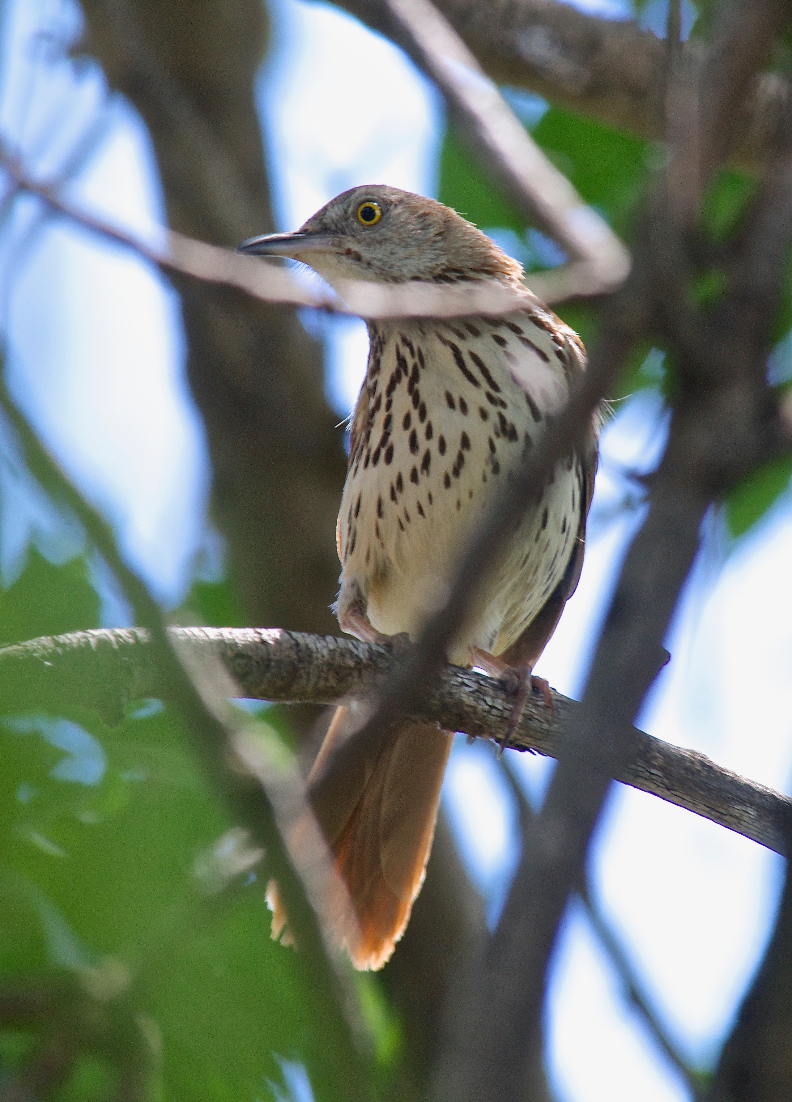 Brown Thrasher