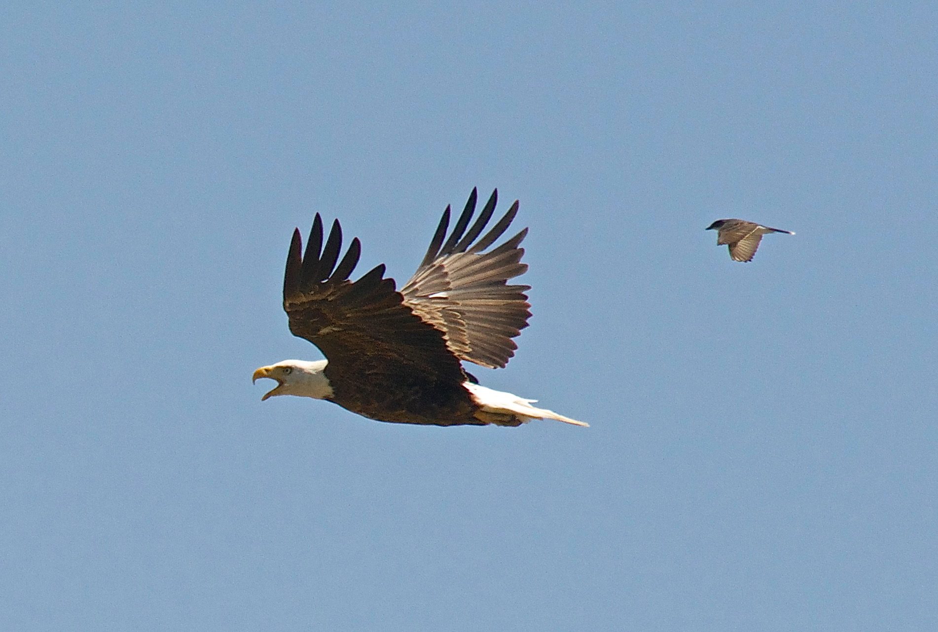 Bald Eagle harassed by Eastern Kingbird