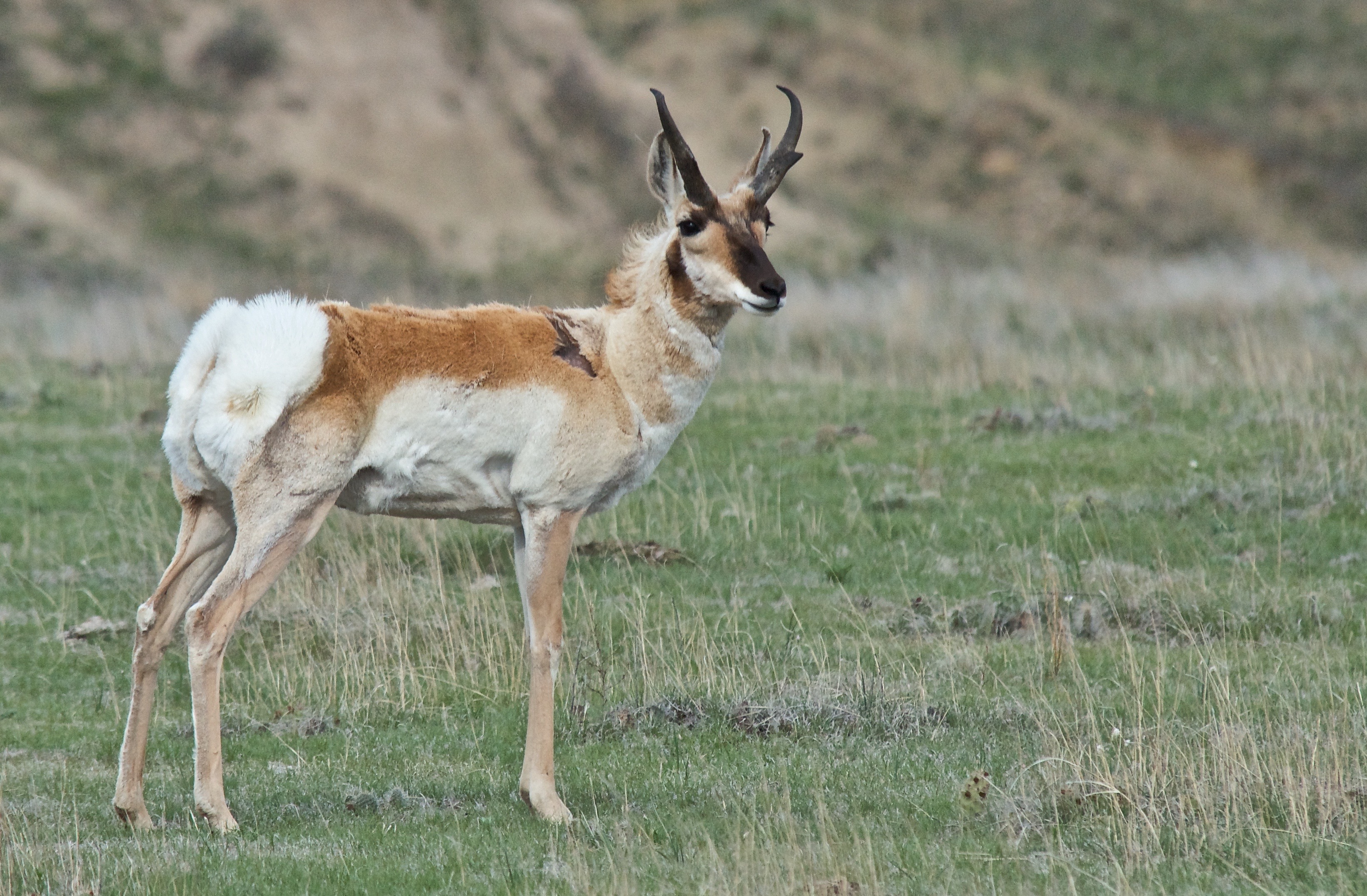 Pronghorn