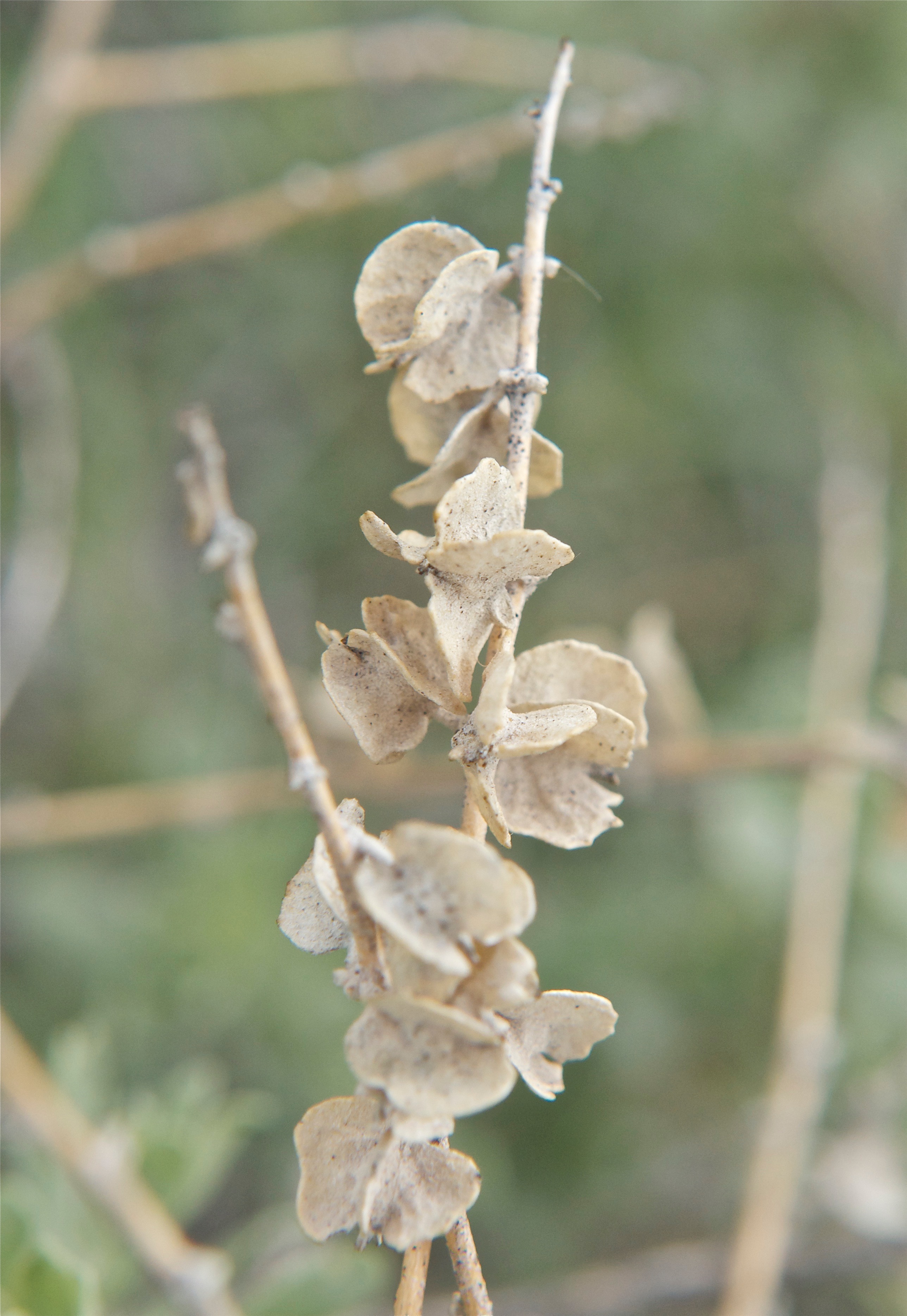Four-Winged Saltbush Seeds (Atriplex canescens)