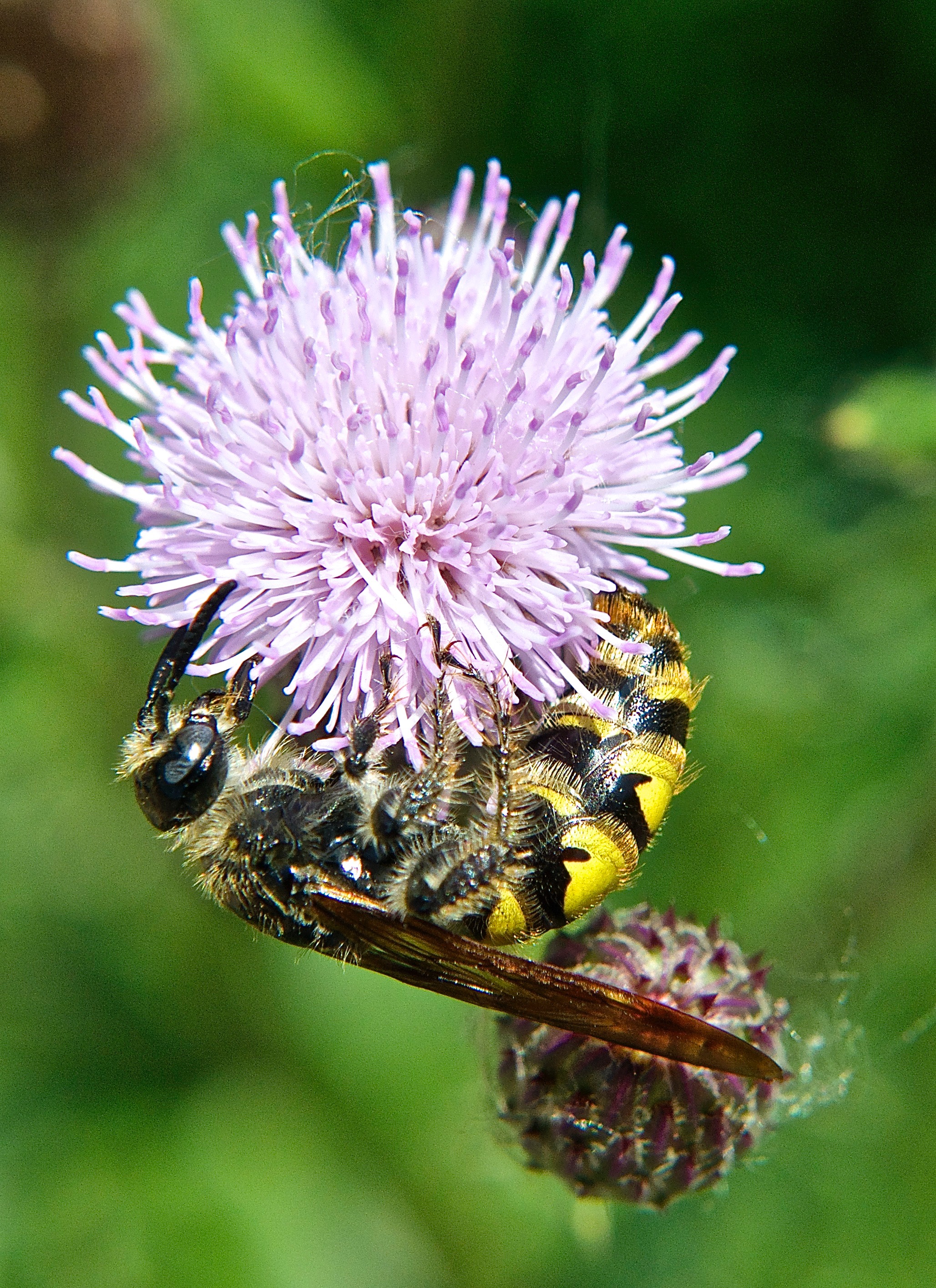Wasp on Canada Thistle