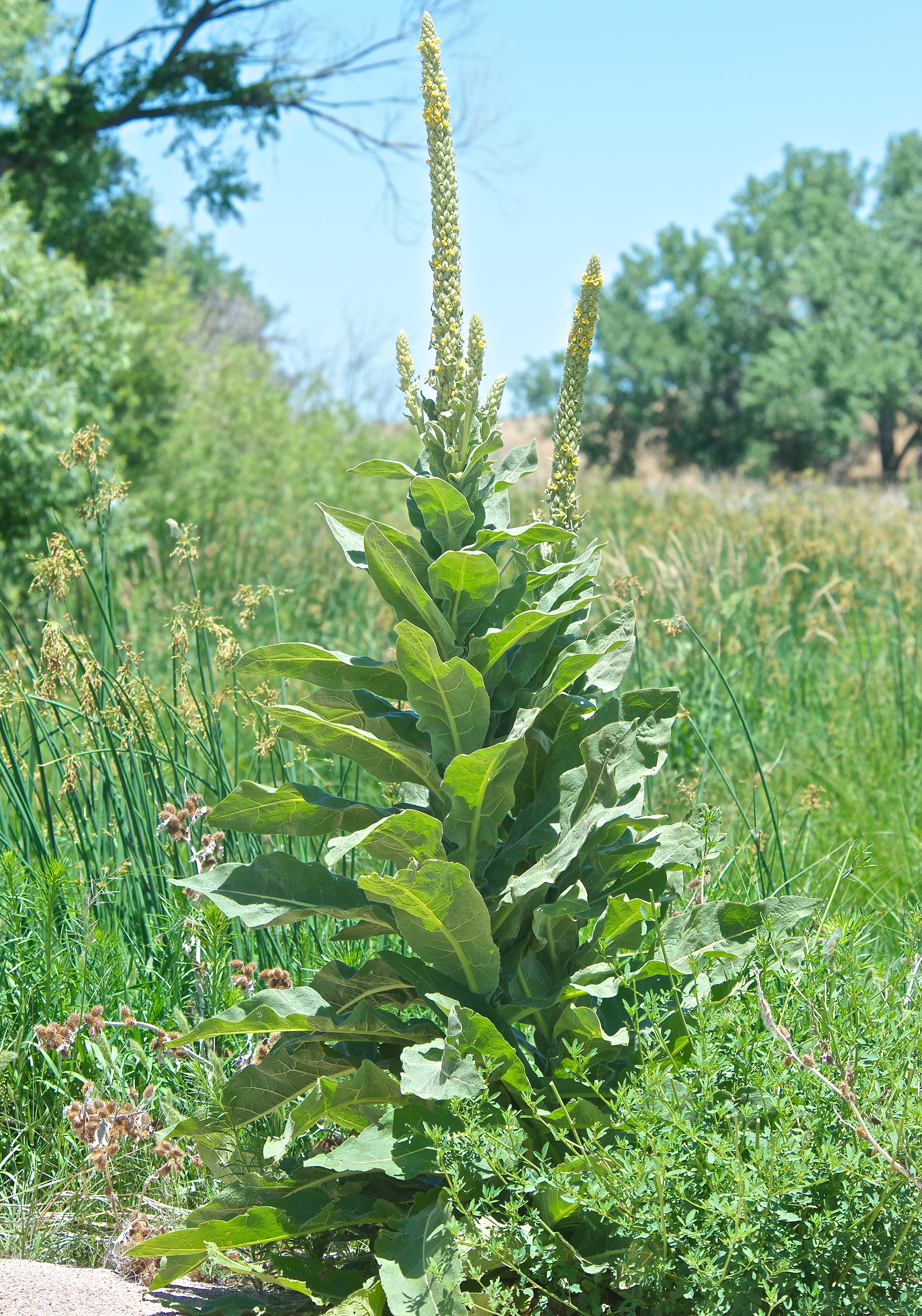 Mullein Stalk June 26)