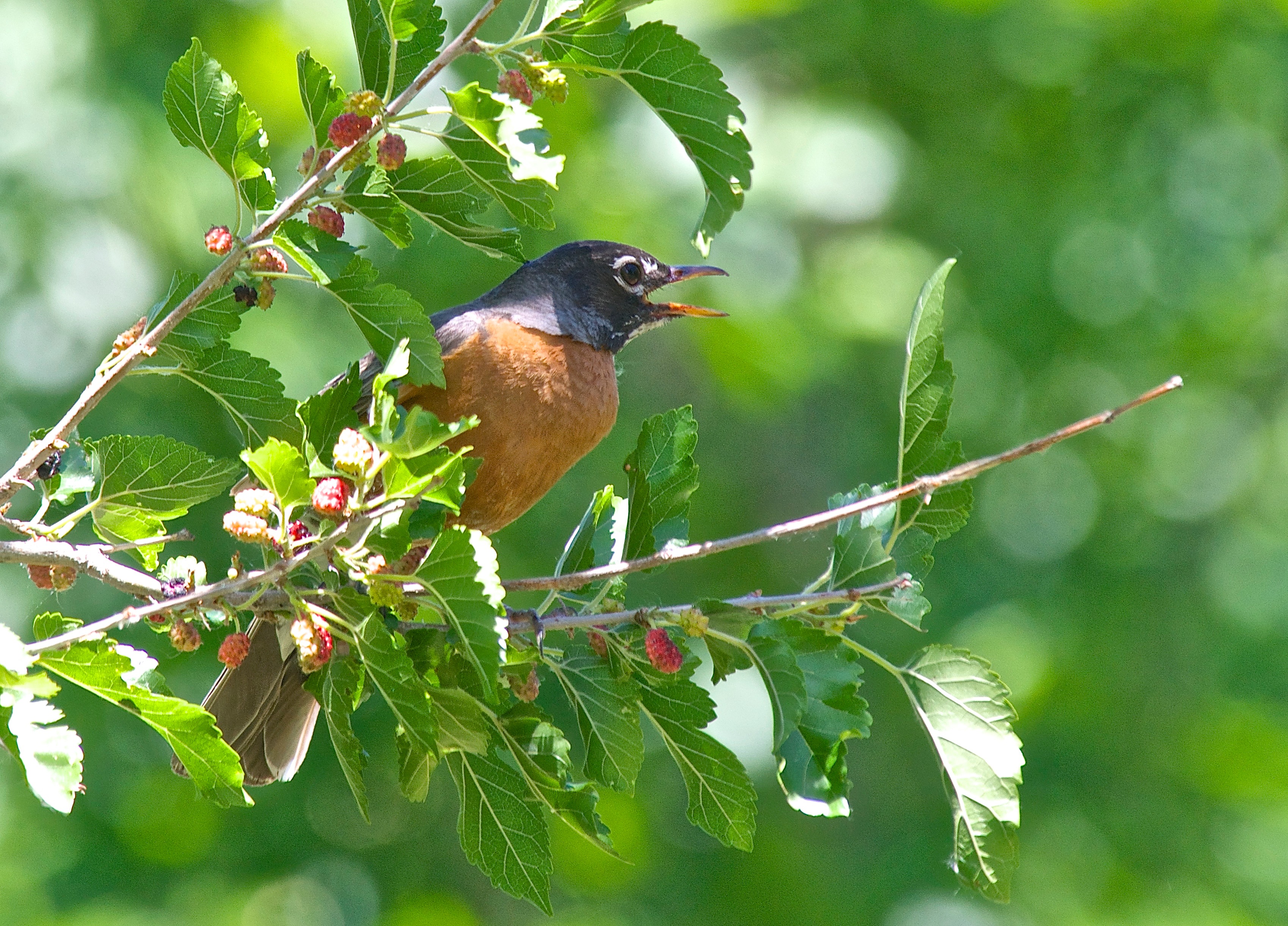 Robin in Mulberry Tree at the River