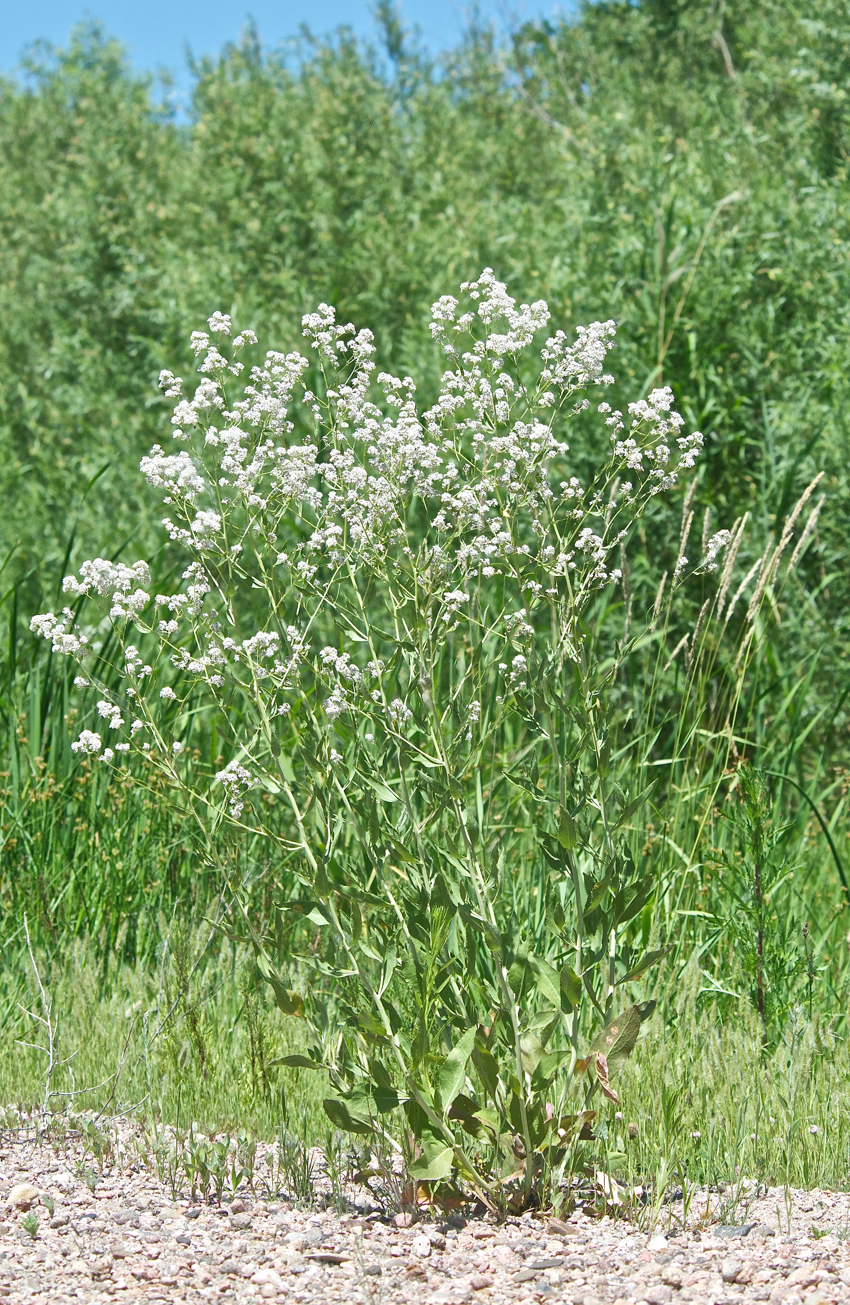 Perennial Pepperweed (noxious)