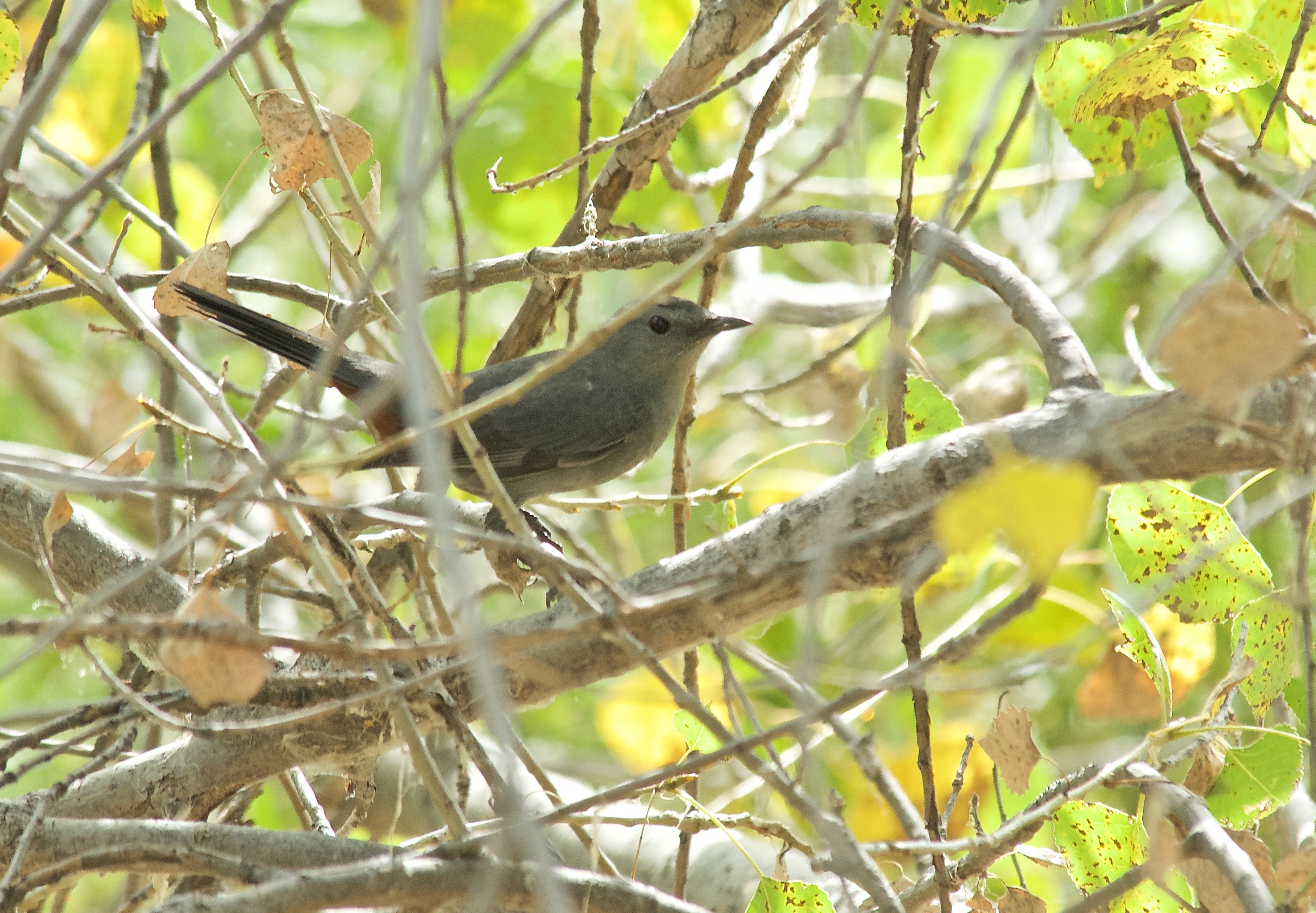 Damned Shy Catbird