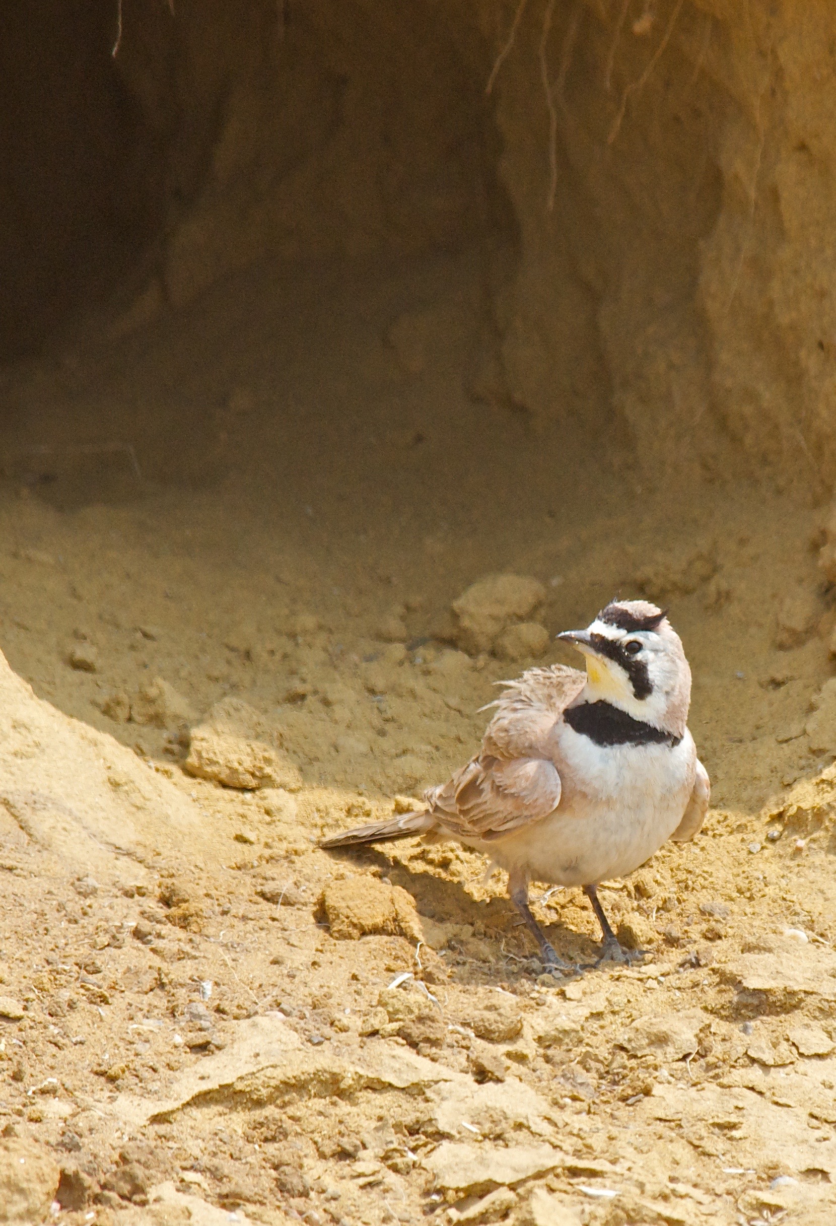 Horned Lark