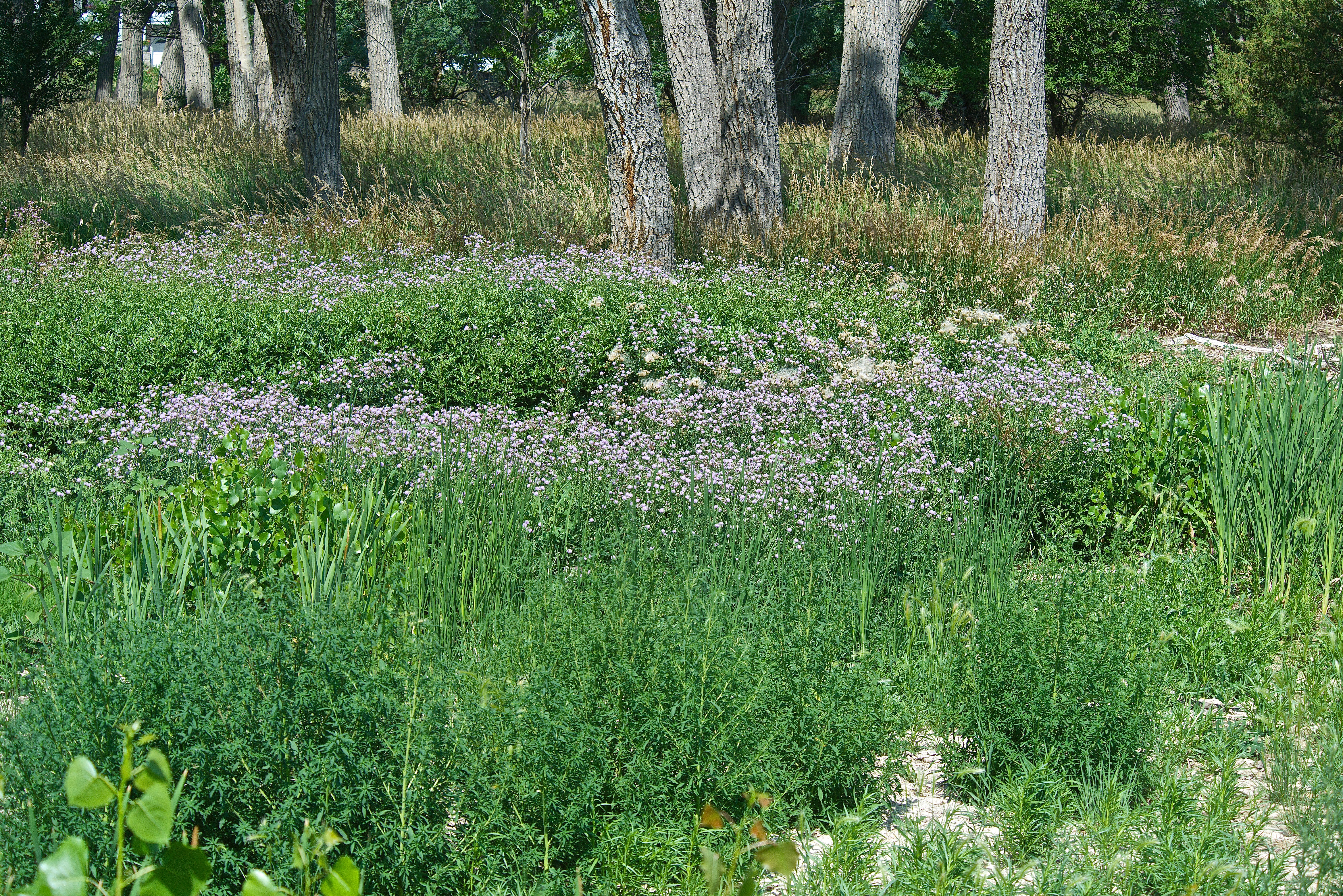 Canada Thistle (Cirsium arvense)
