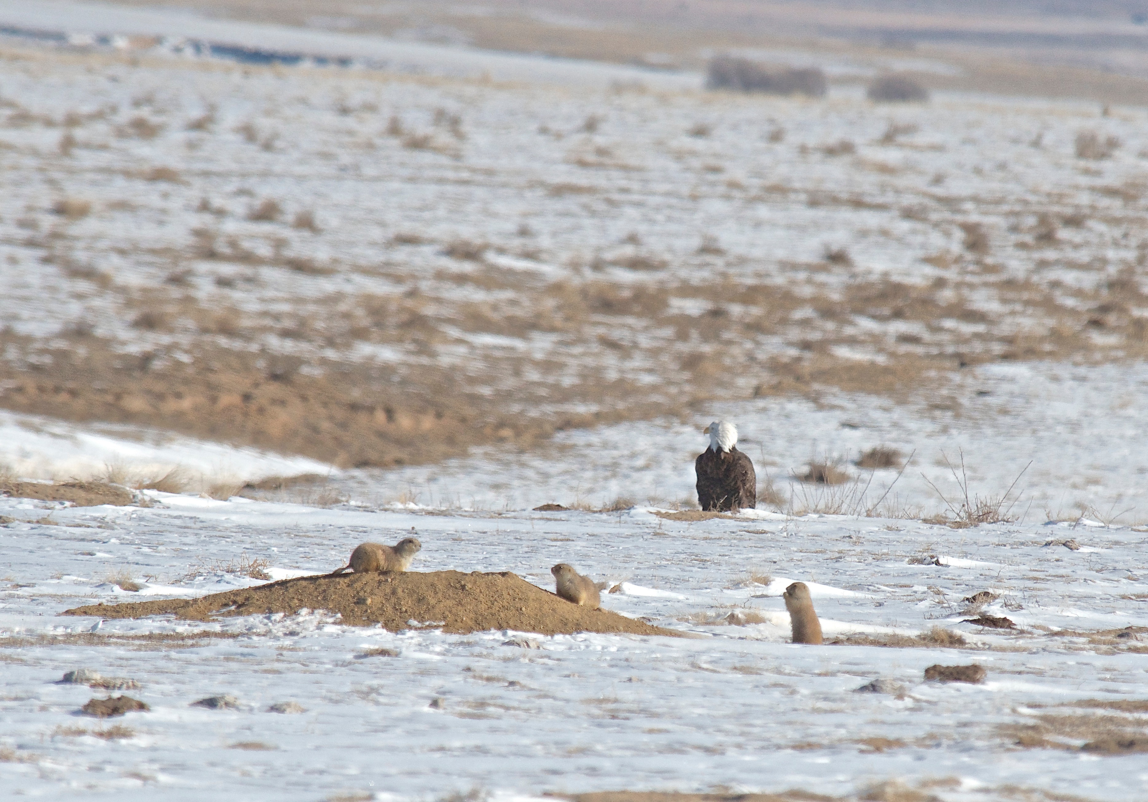 Bald Eagle with Prairie Dogs