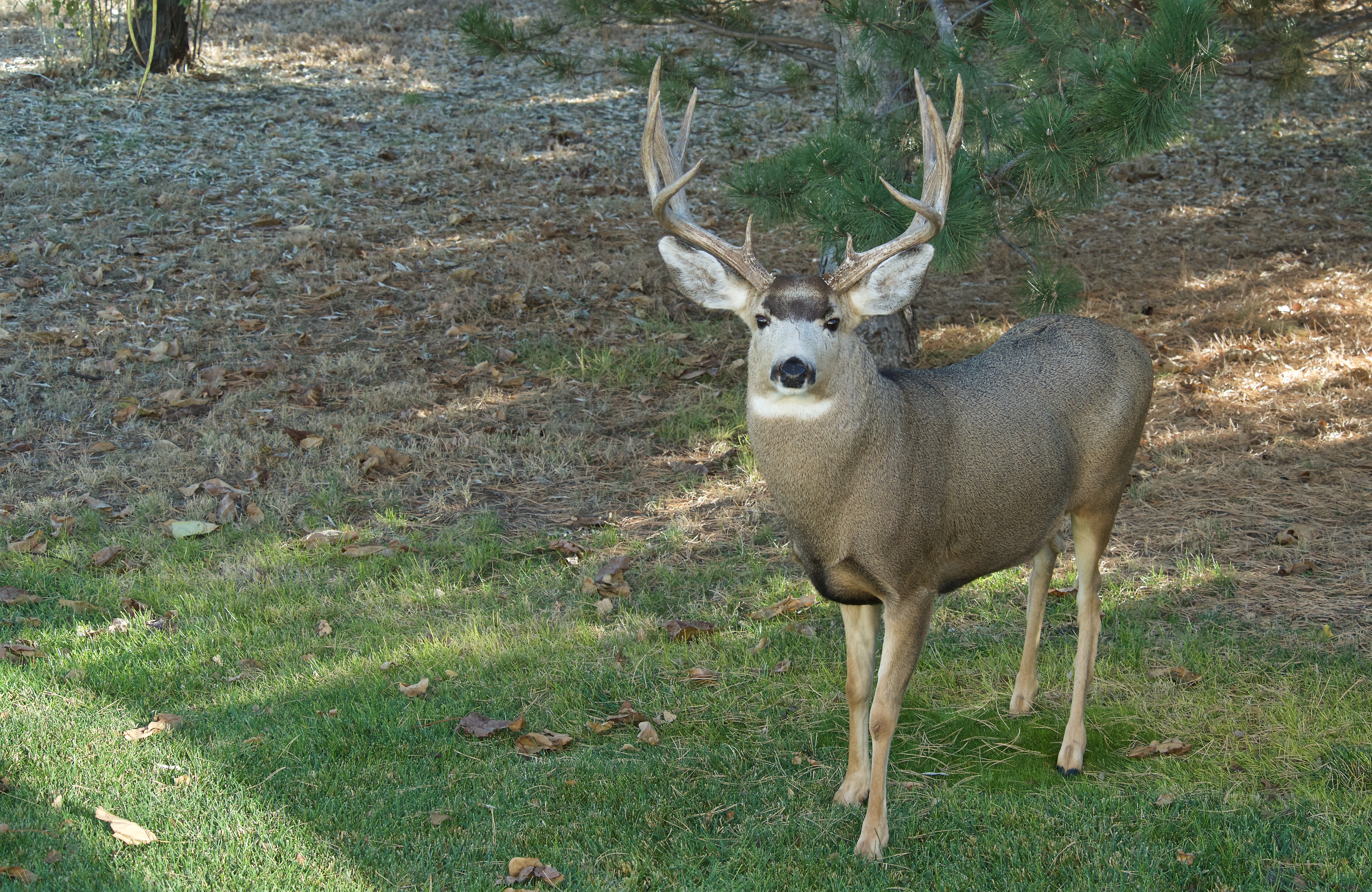 Mule Deer (4X4) (Long Right Spike) (2016)