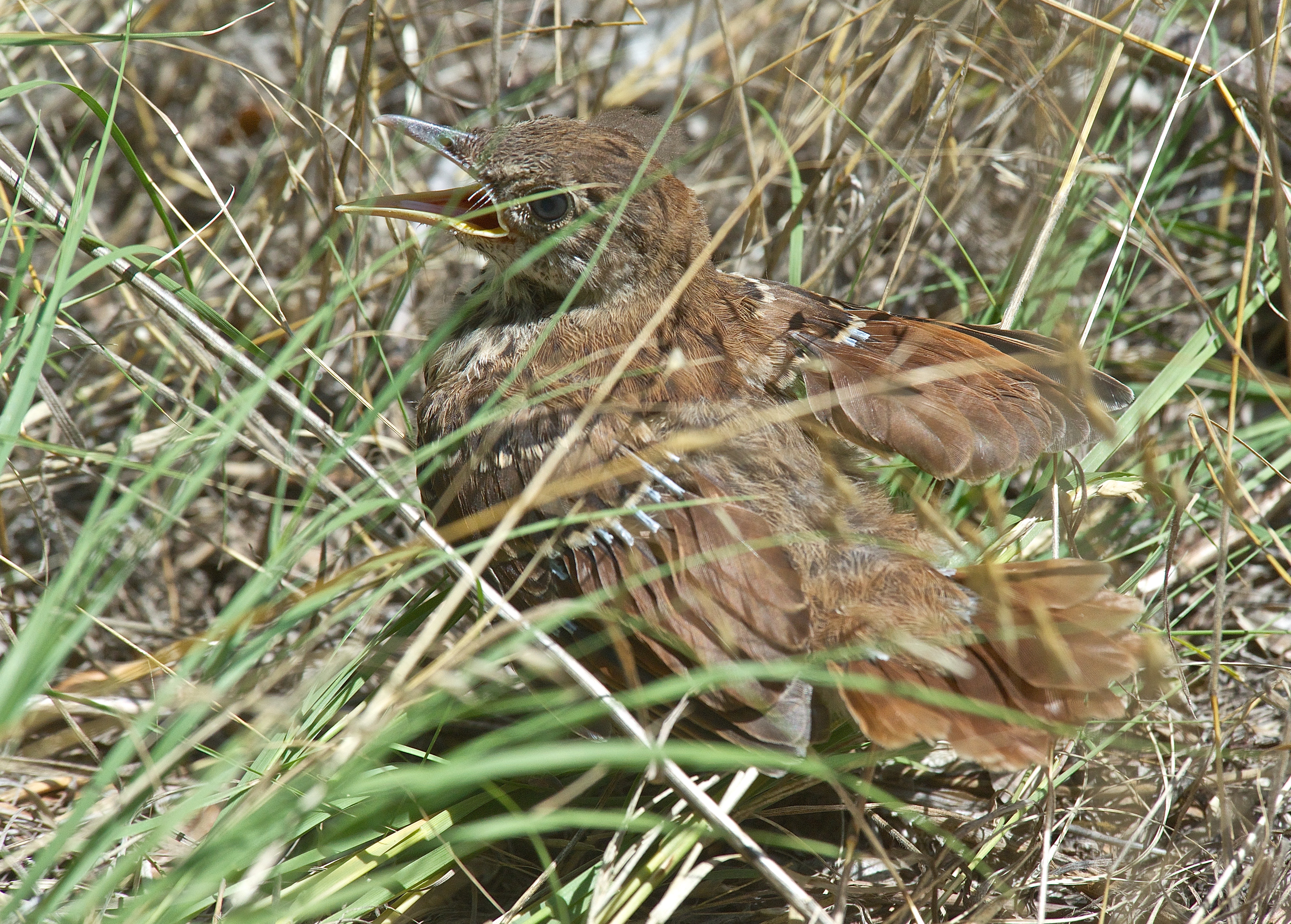 Baby Brown Thrasher