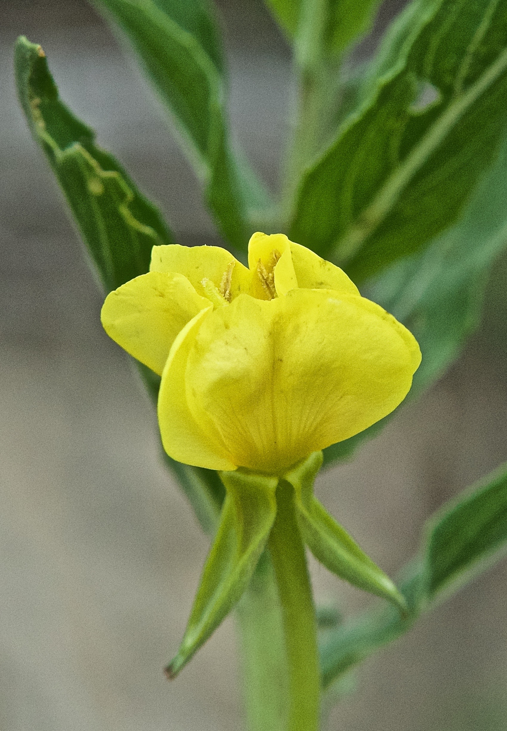 Common Evening Primrose (Oenothera villosa)