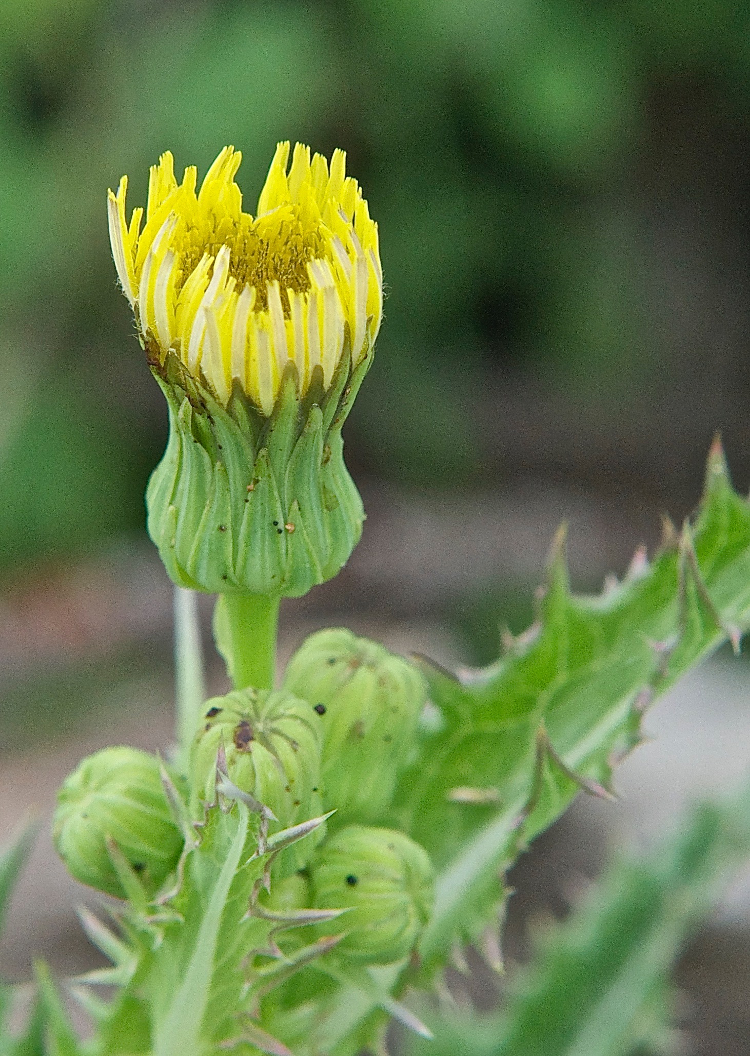 Spiny Sowthistle (Sonchus asper) (Introduced)