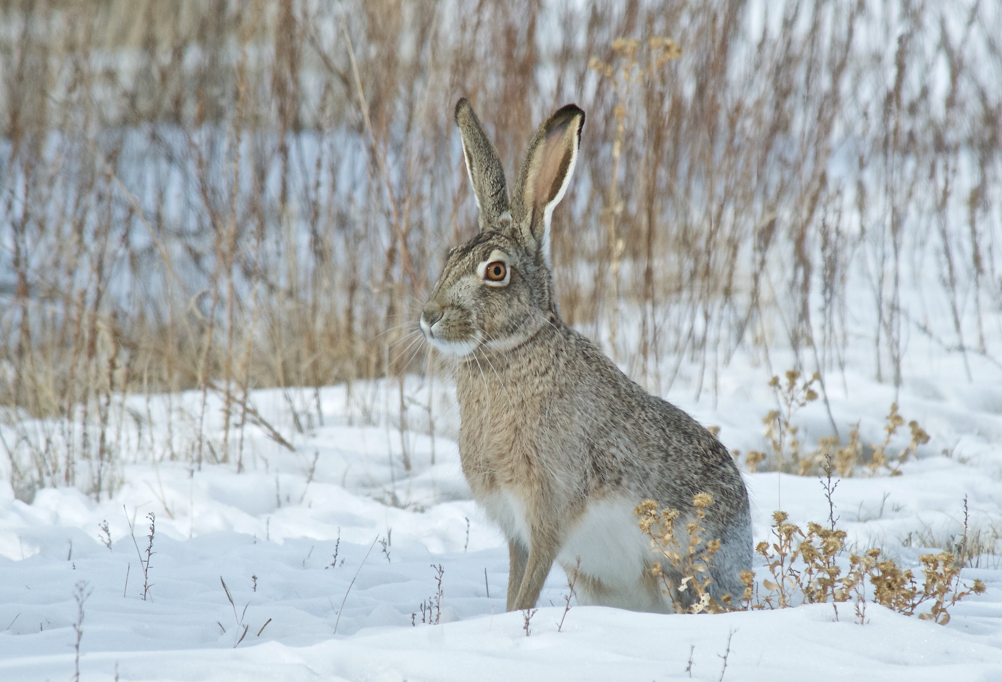 Jackrabbit