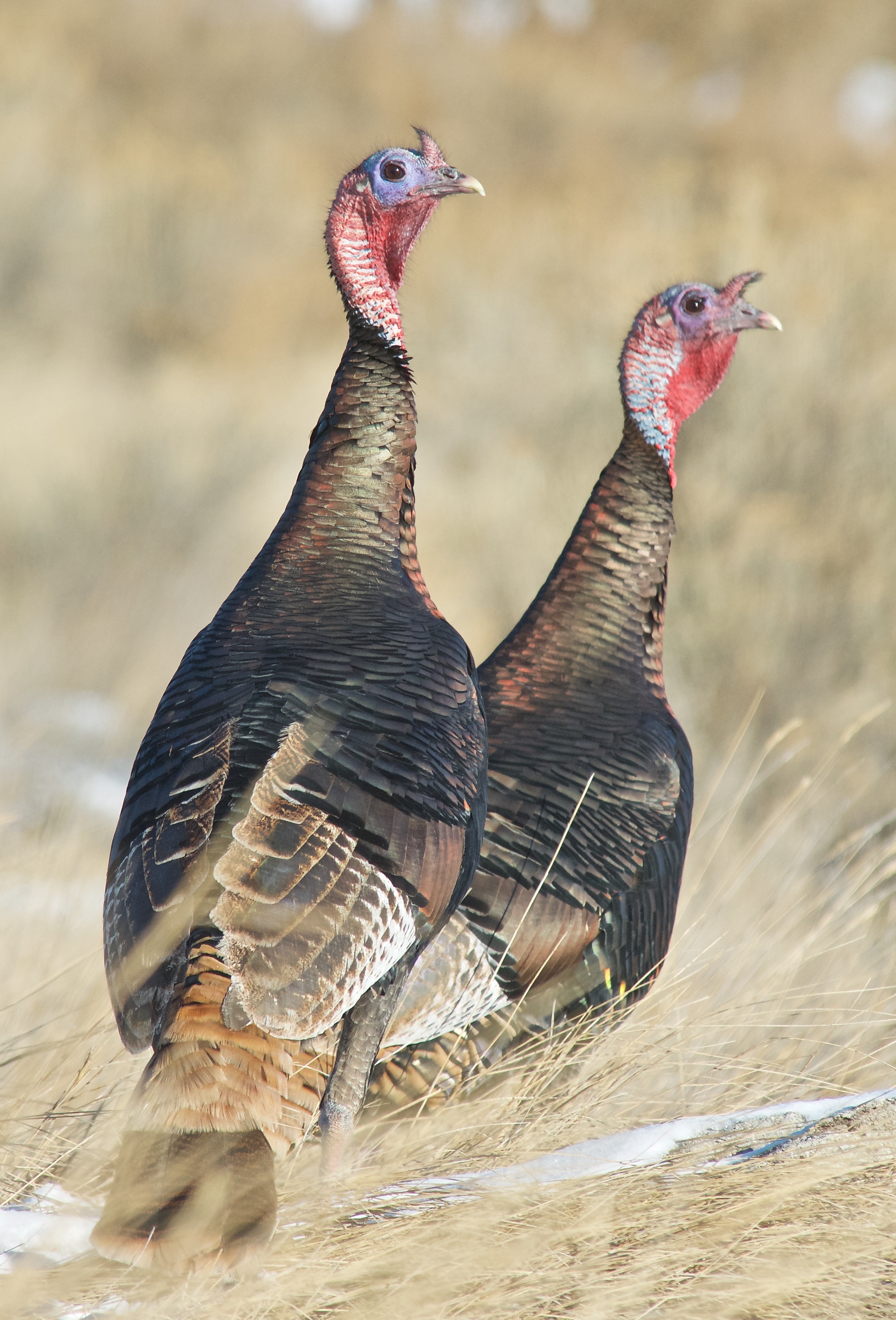 Rio Grande Turkey Plants And Animals Of Northeast Colorado