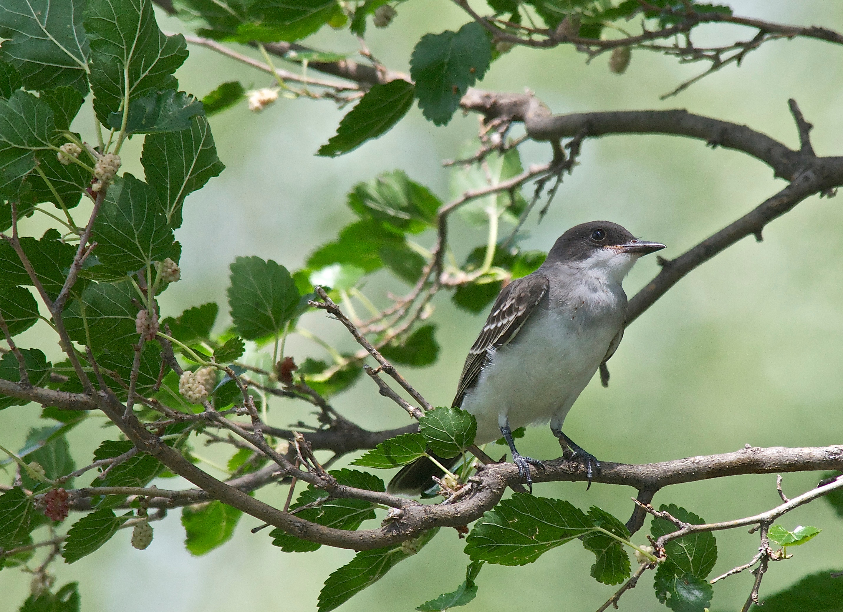 Eastern Kingbird in a Mulberry Tree