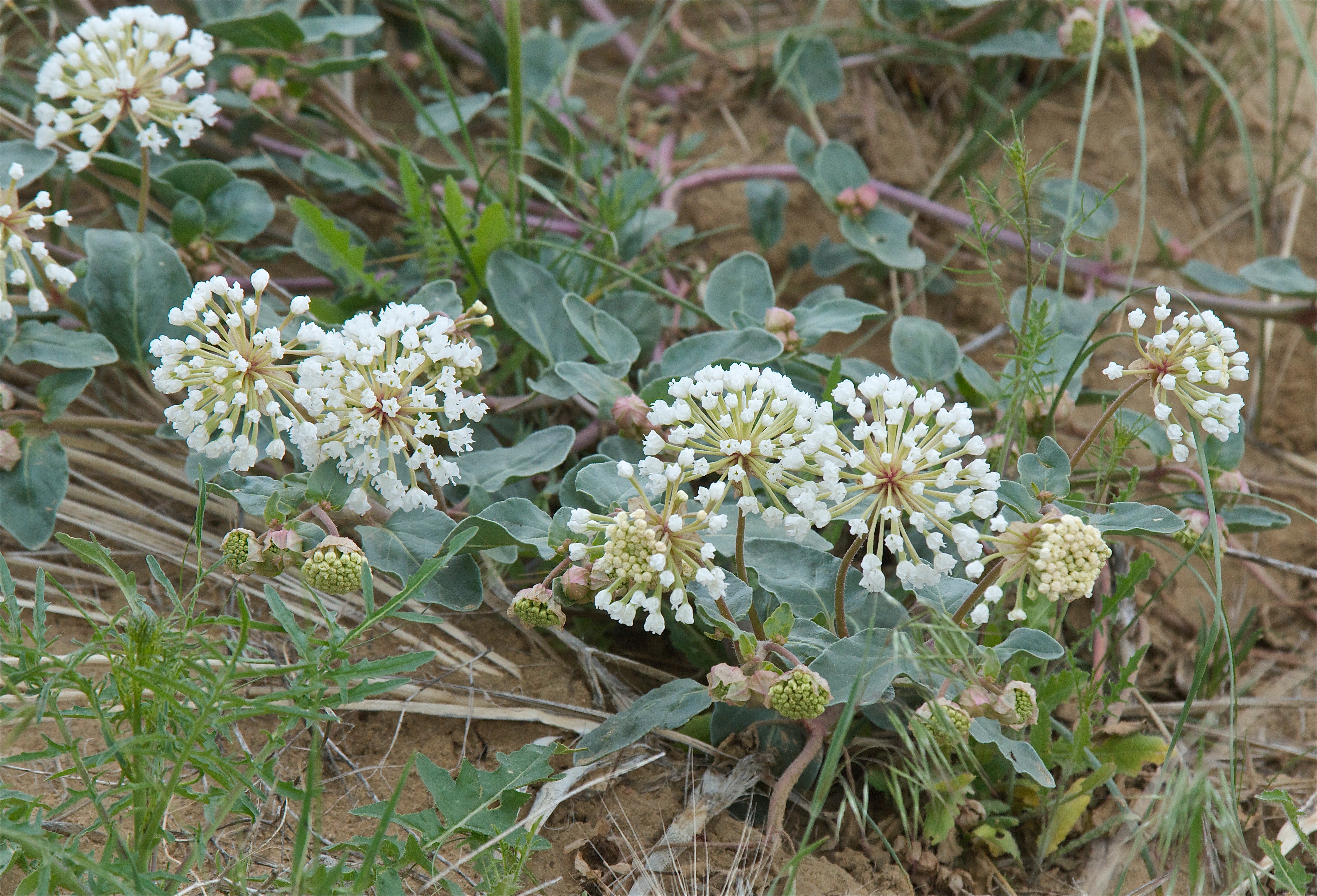 Sand Verbena (Abronia fragrans)