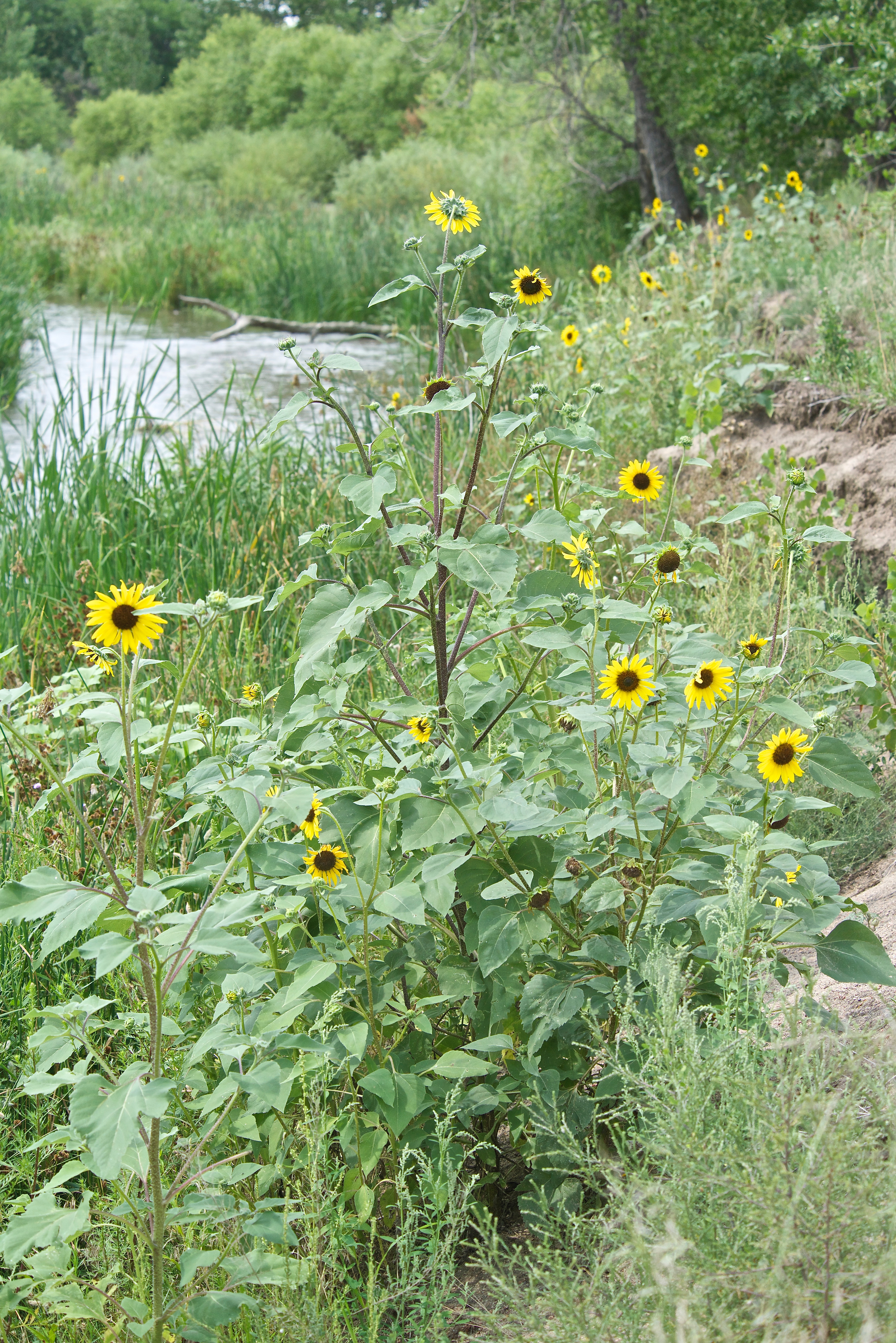 Common Sunflower (Helianthus annuus)