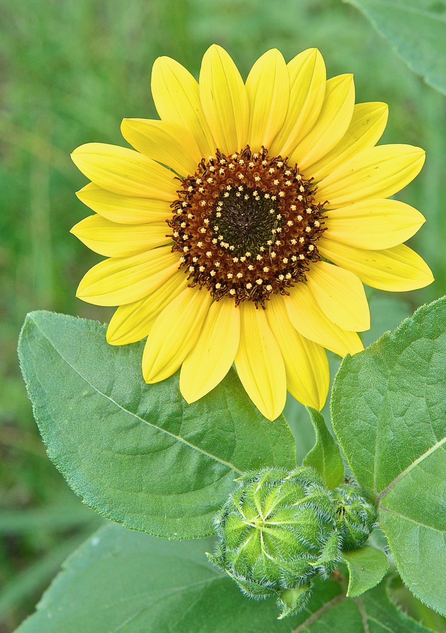 Common Sunflower (Helianthus annuus) Plants and Animals of Northeast