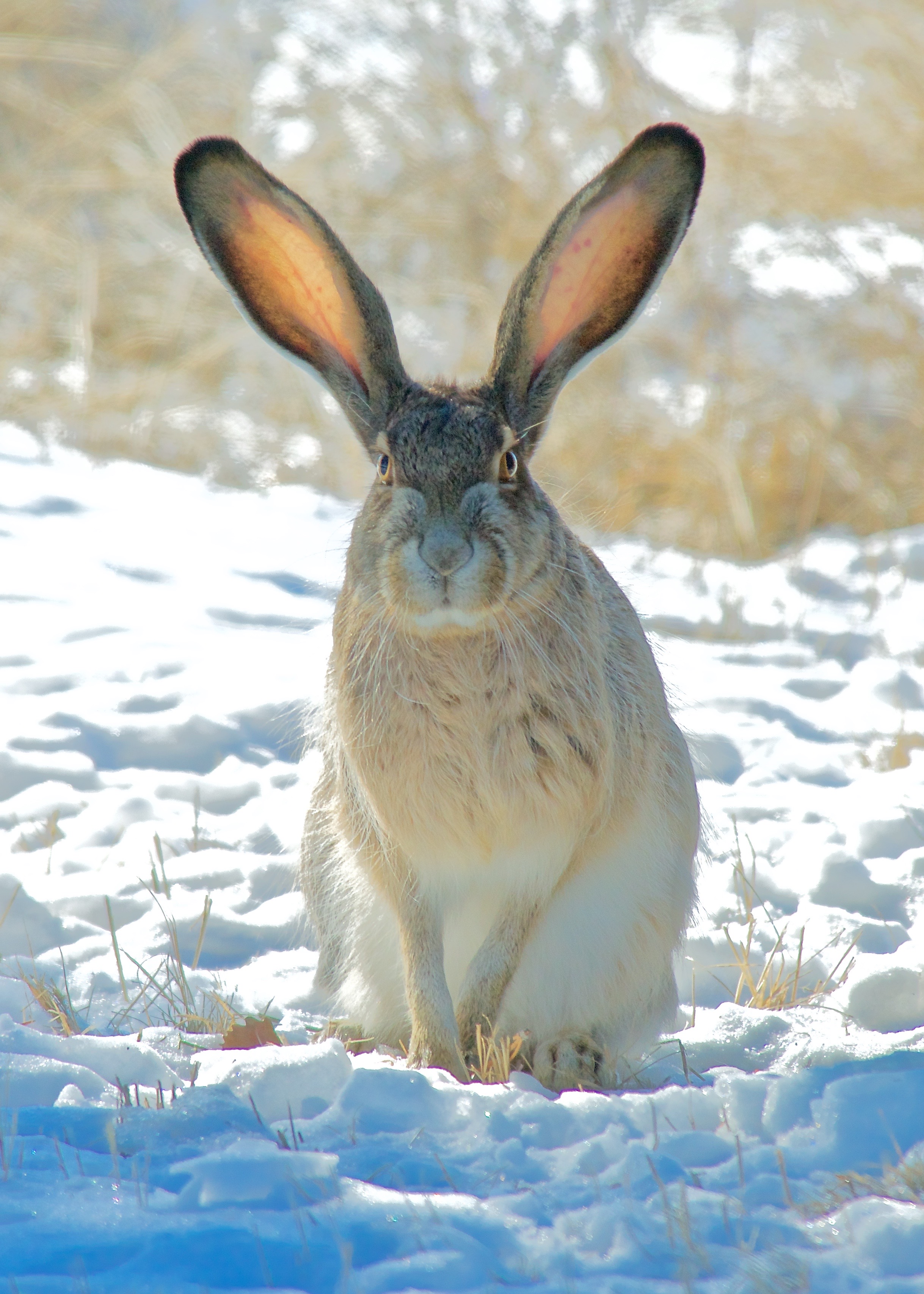 Jackrabbit