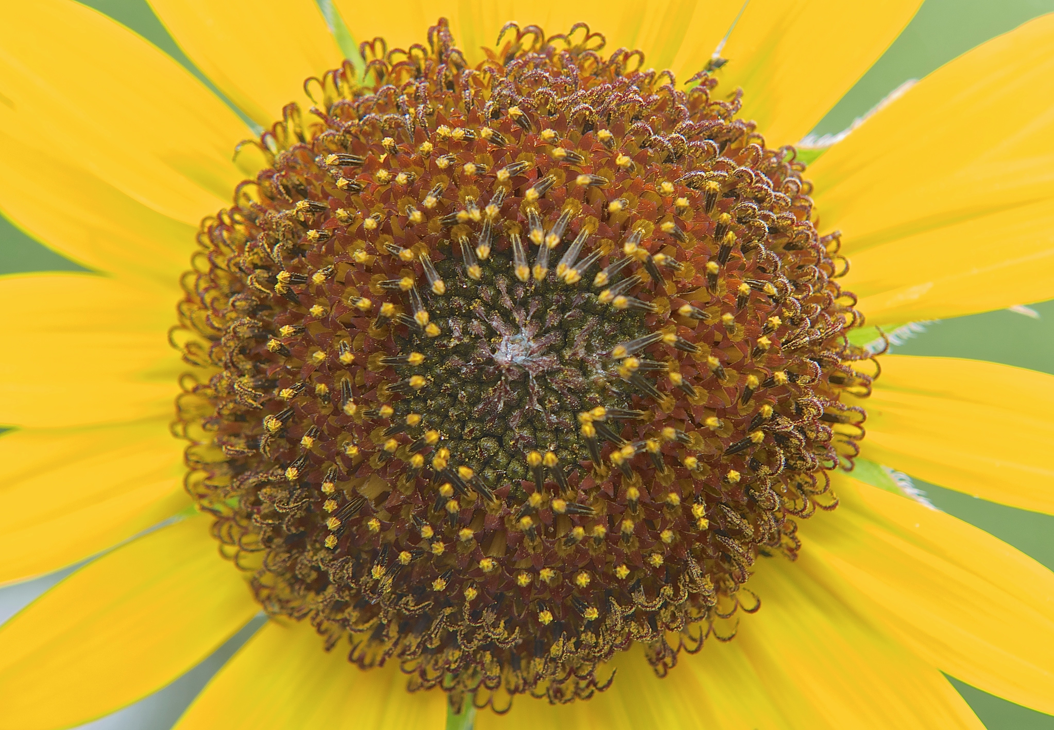 Common Sunflower (Helianthus annuus)