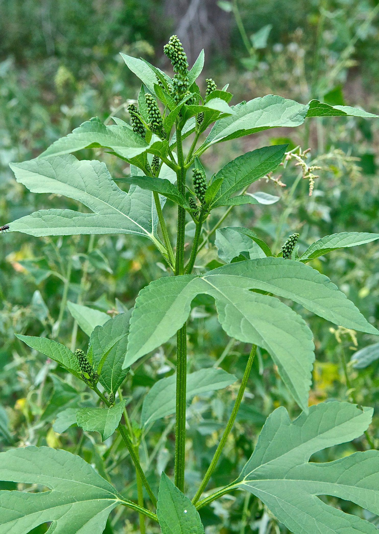 Giant Ragweed (Ambrosia trifida) - Plants and Animals of Northeast Colorado