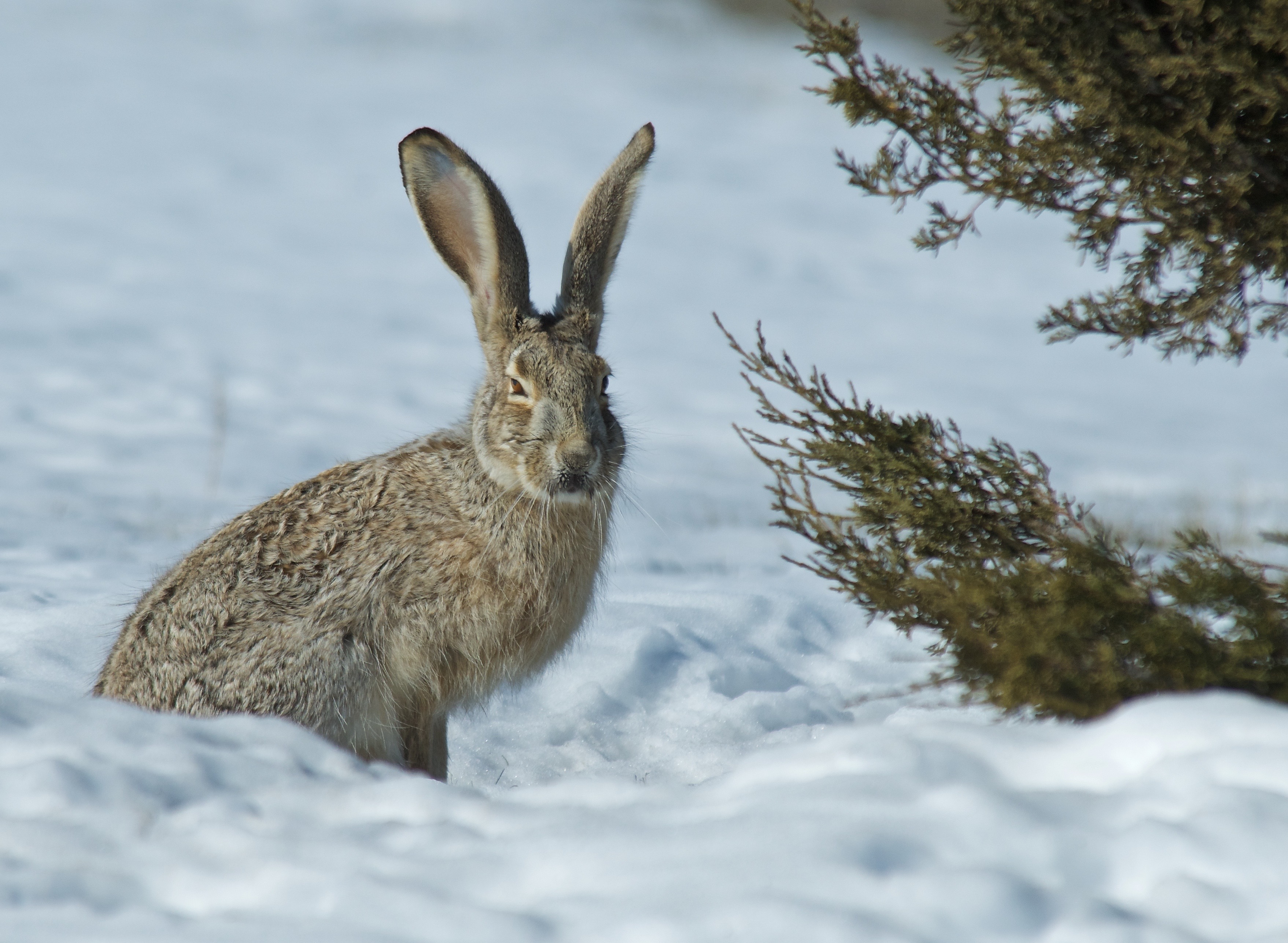 Jackrabbit