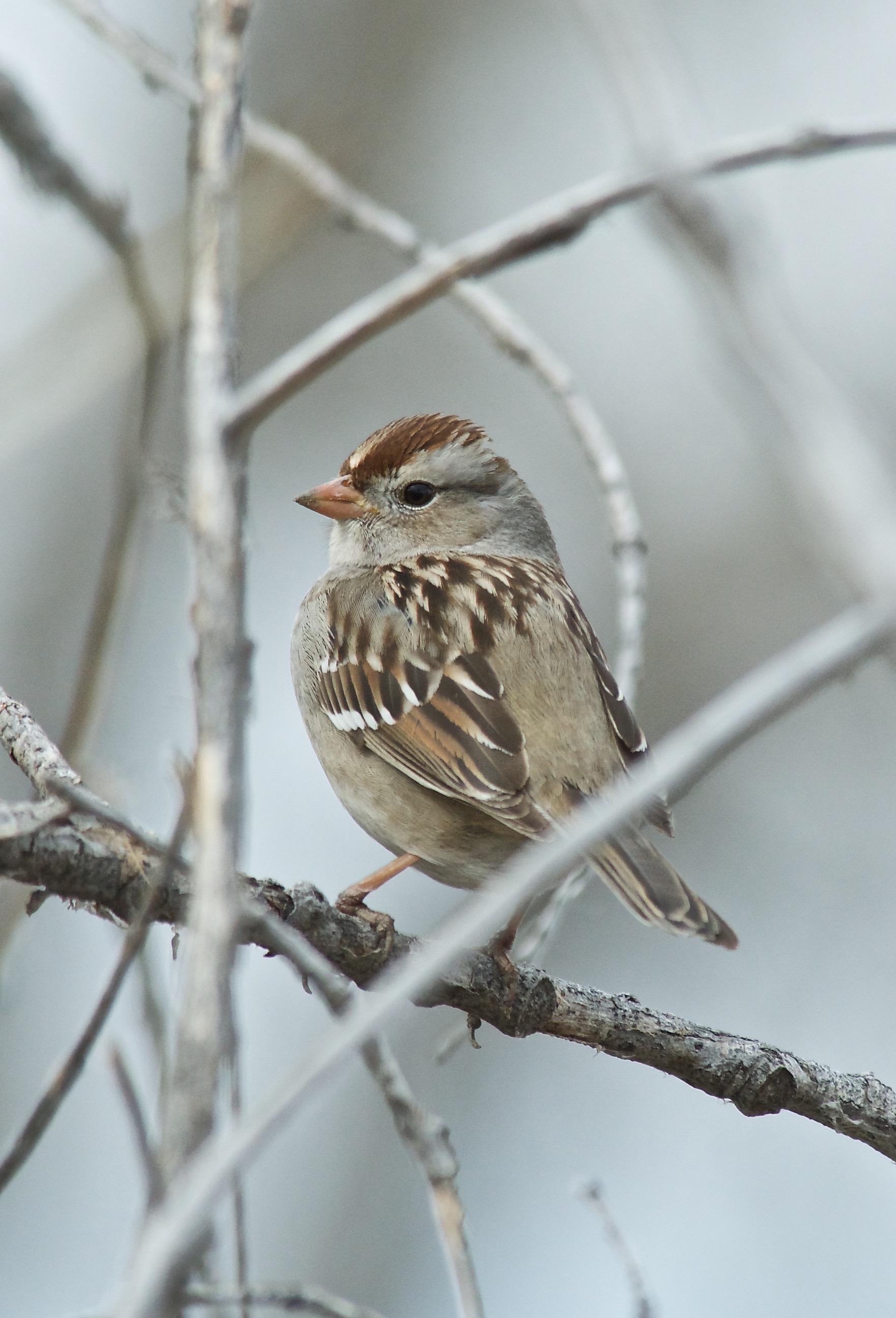 White-Crowned Sparrow (First Winter)