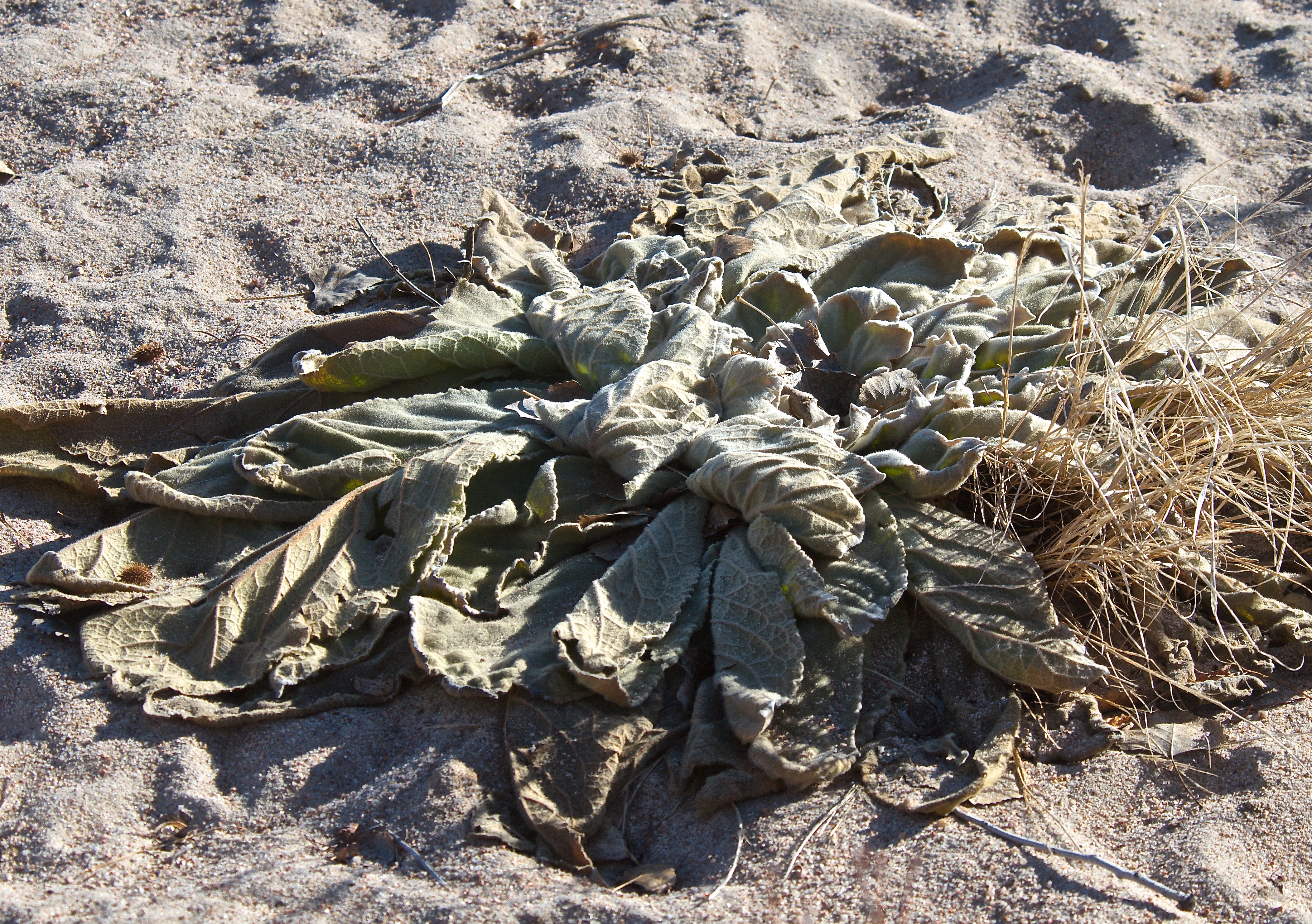 Freeze-Flattened Mullein (Jan 22)