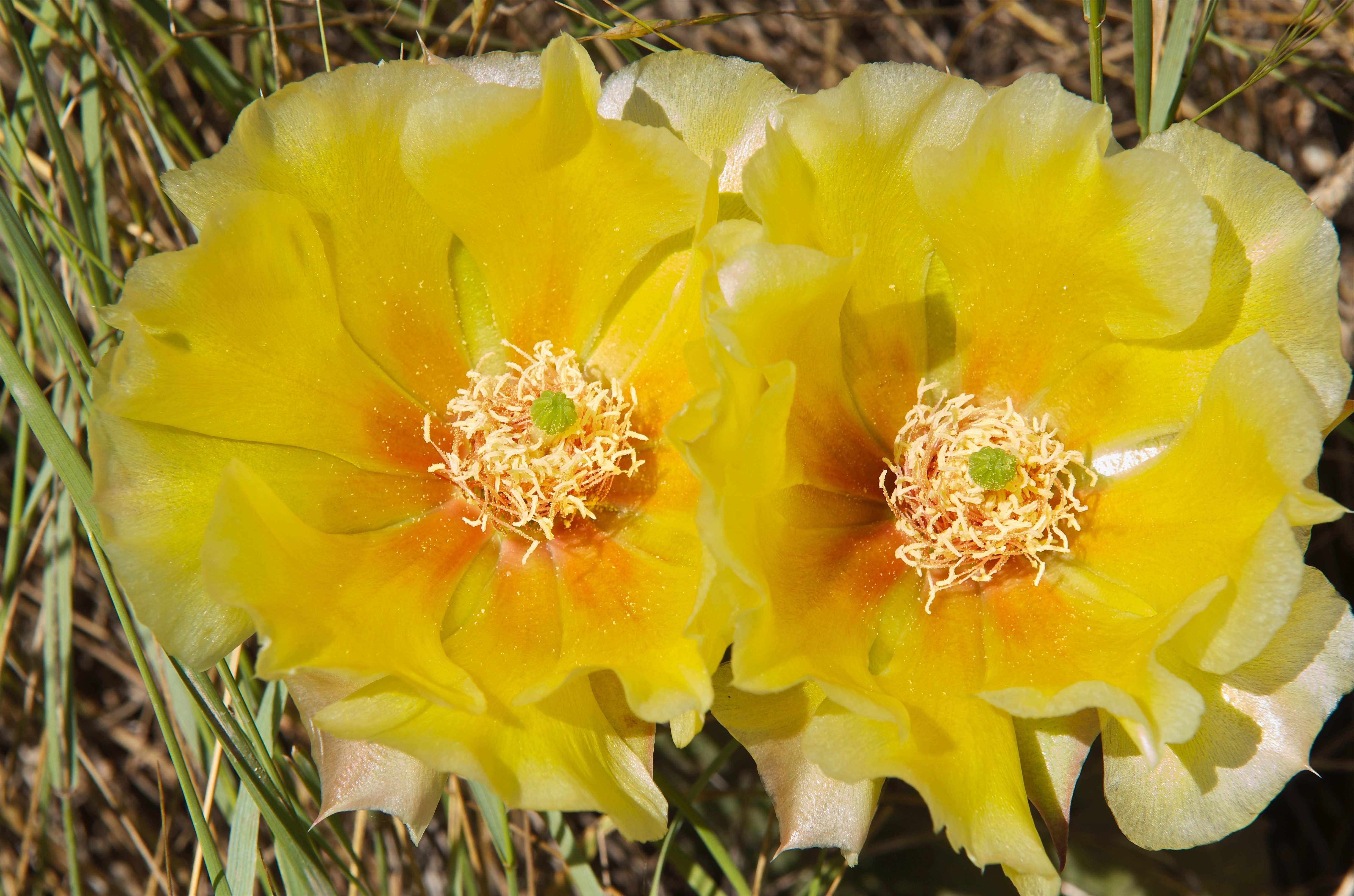 Opuntia macrorhiza (Bigroot Pricklypear Cactus)