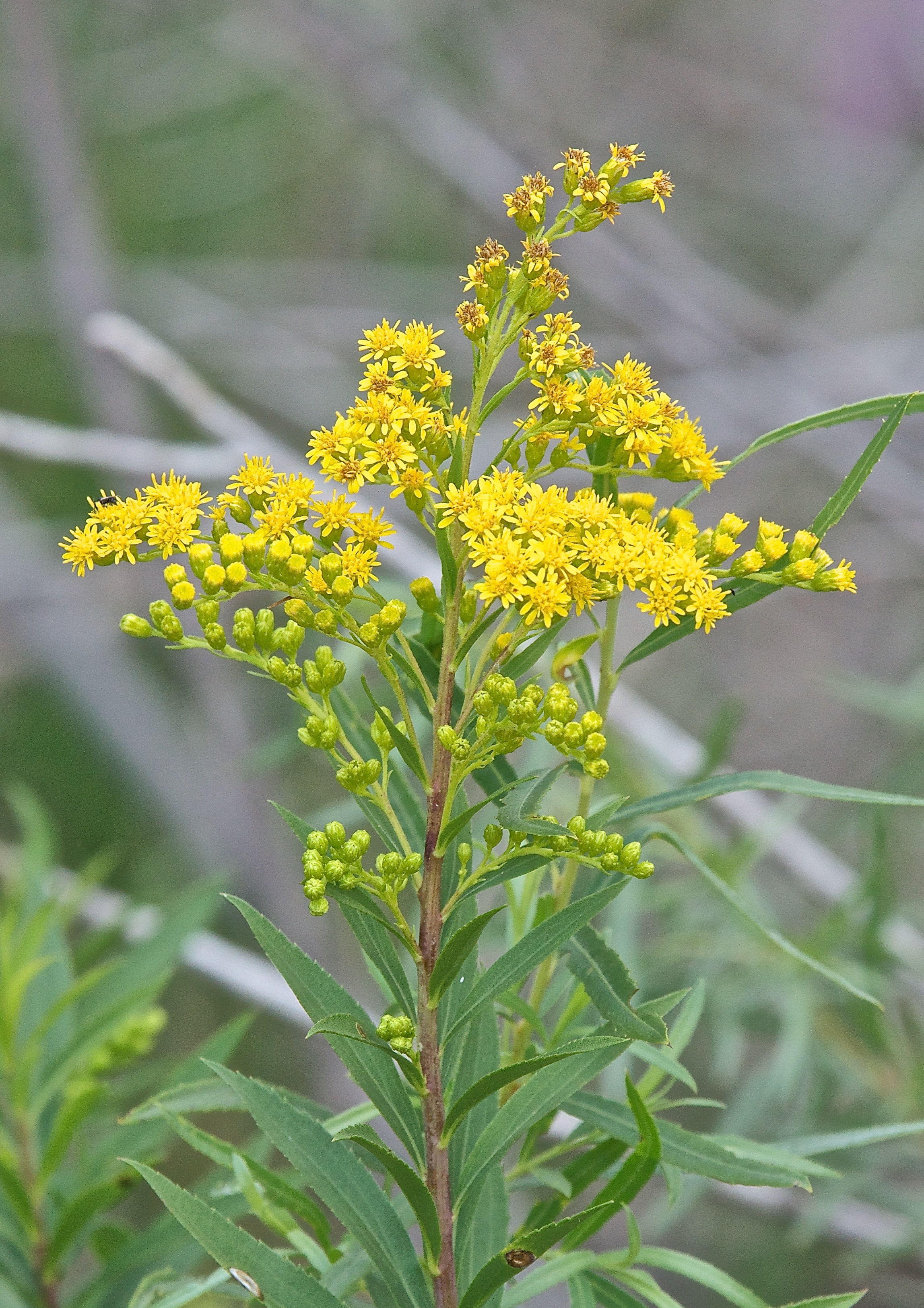 Canada Goldenrod (Solidago canadensis)