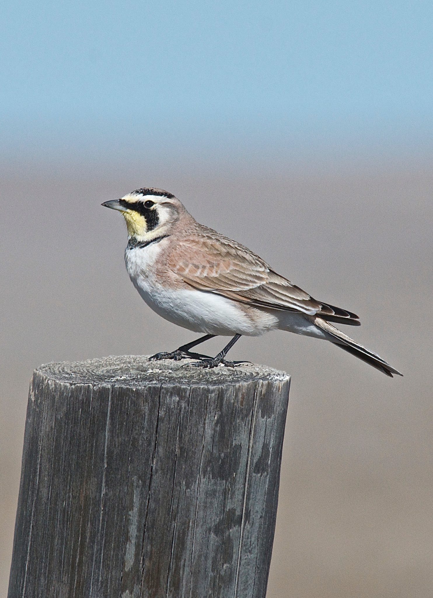 Horned Lark Plants and Animals of Northeast Colorado