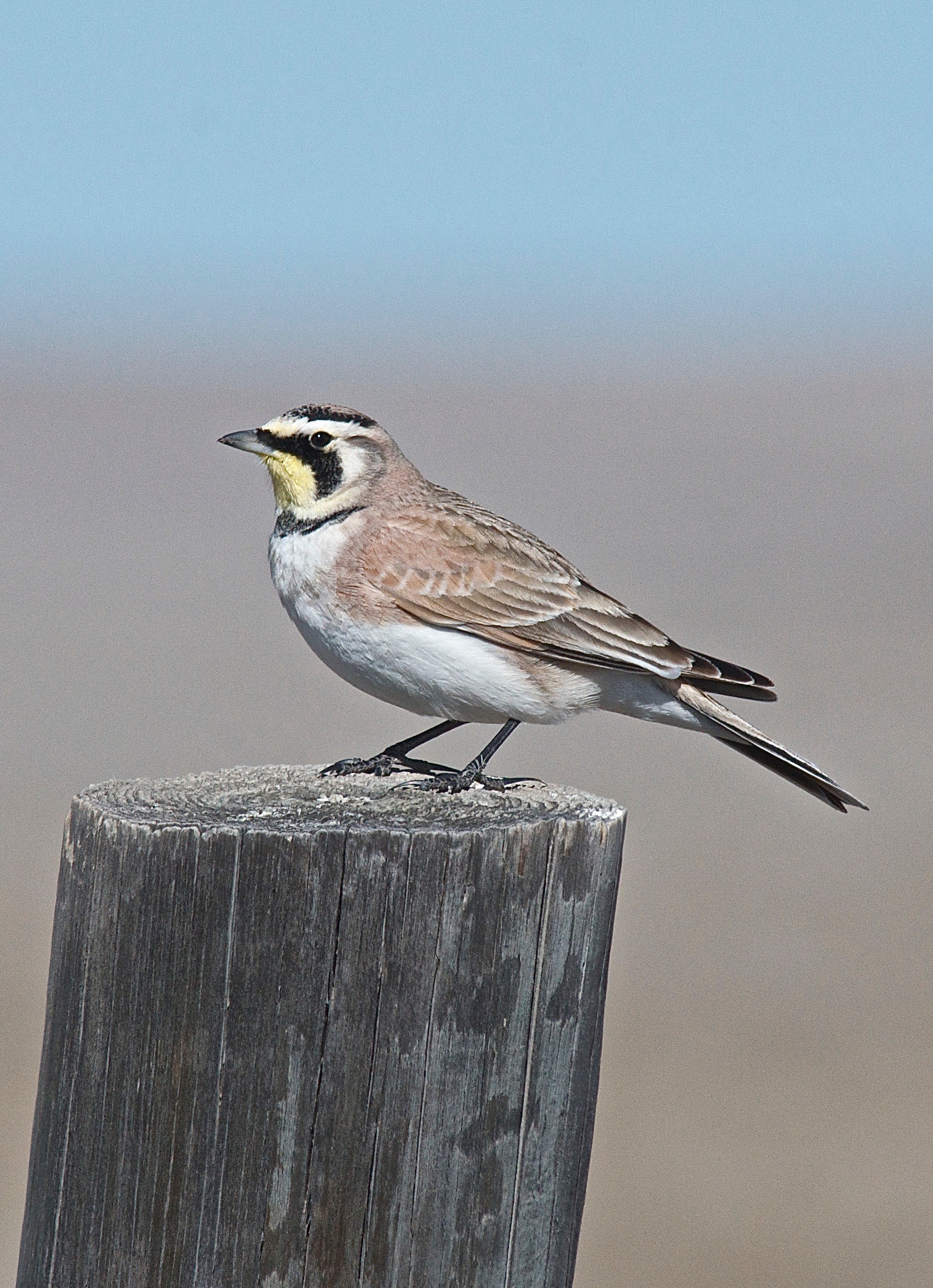 Horned Lark