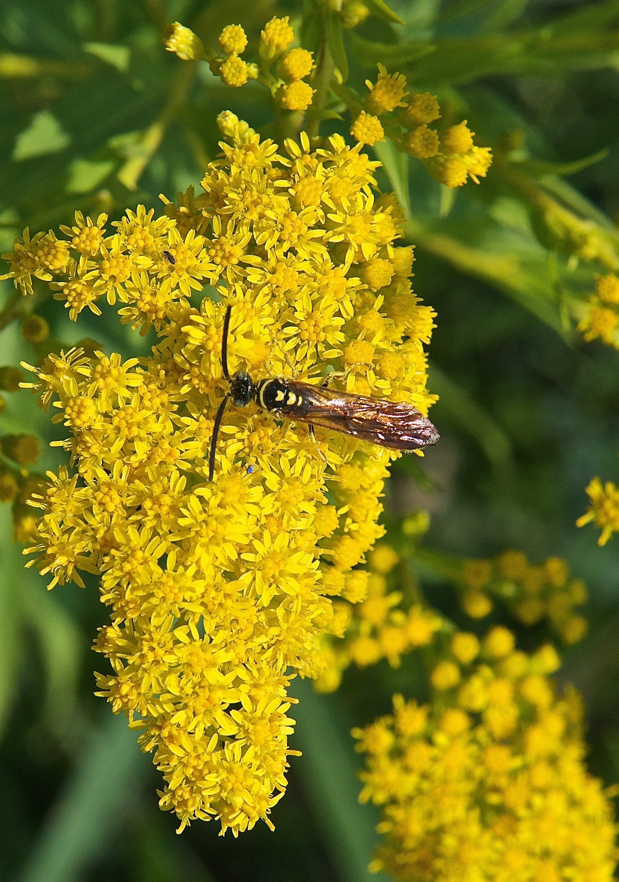 Tiphiid Wasp on Canada Goldenrod (Solidago canadensis)