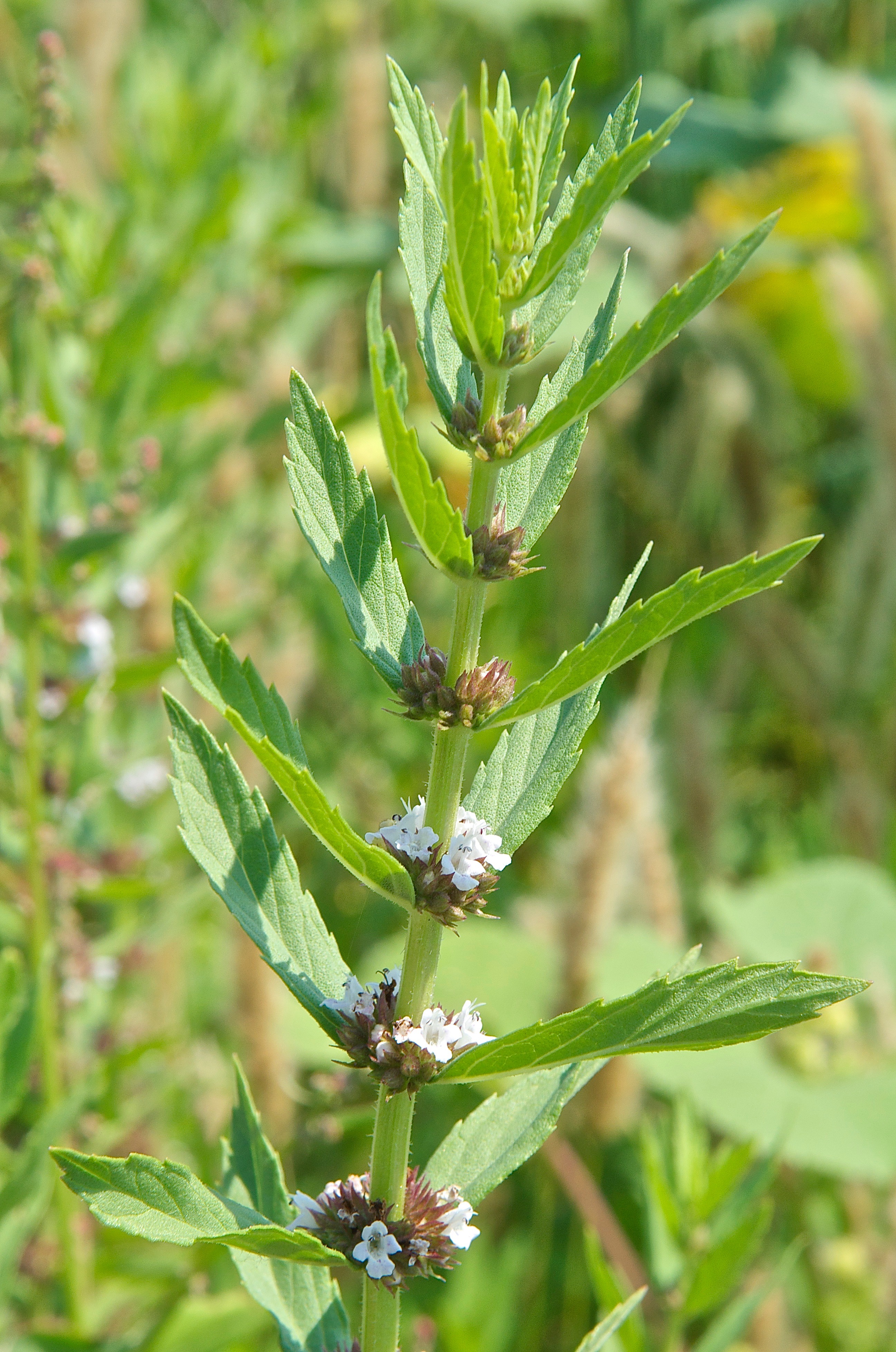 American Water Horehound