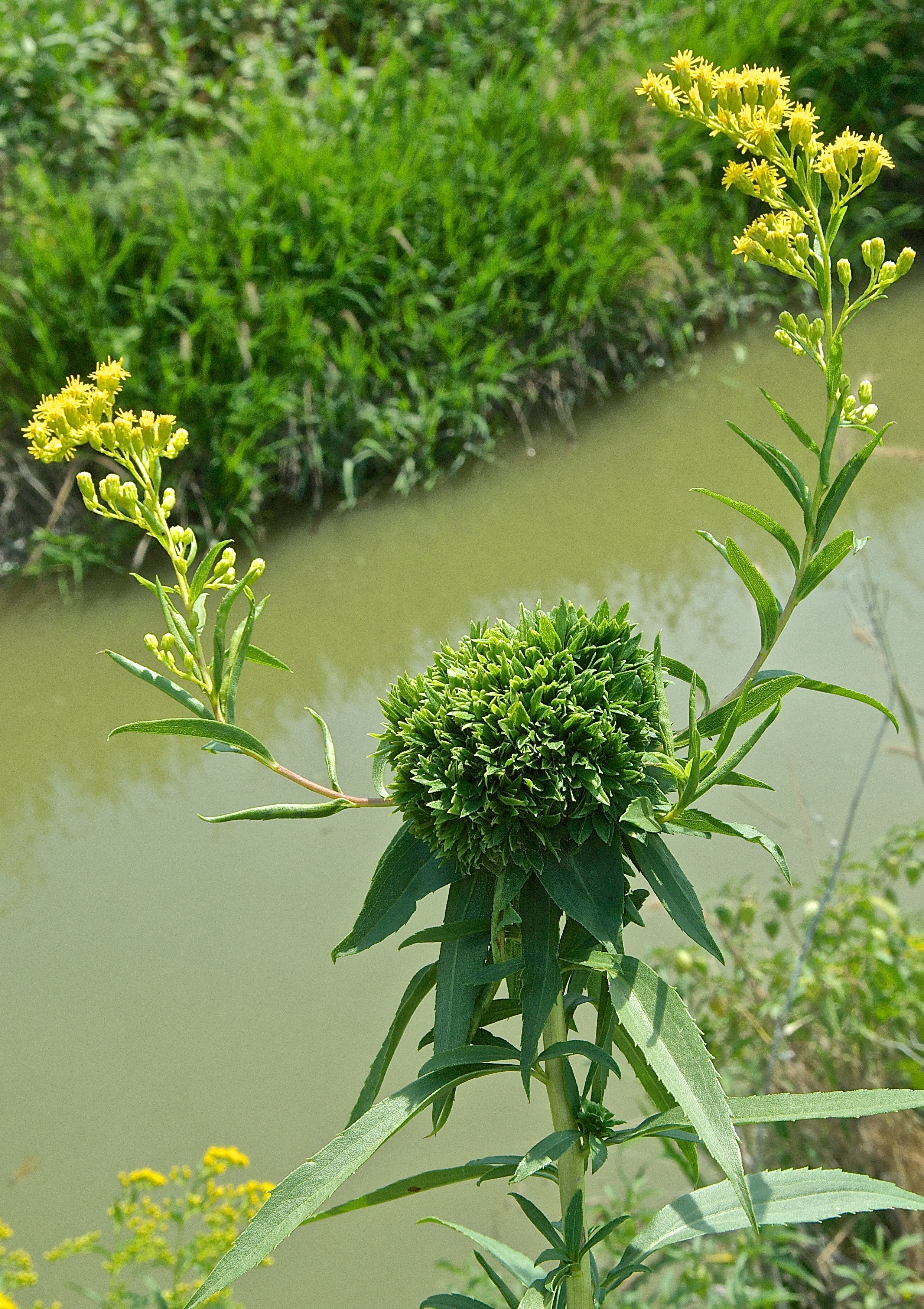 Goldenrod Rosetta Gall (Caused by G.R. Midge)