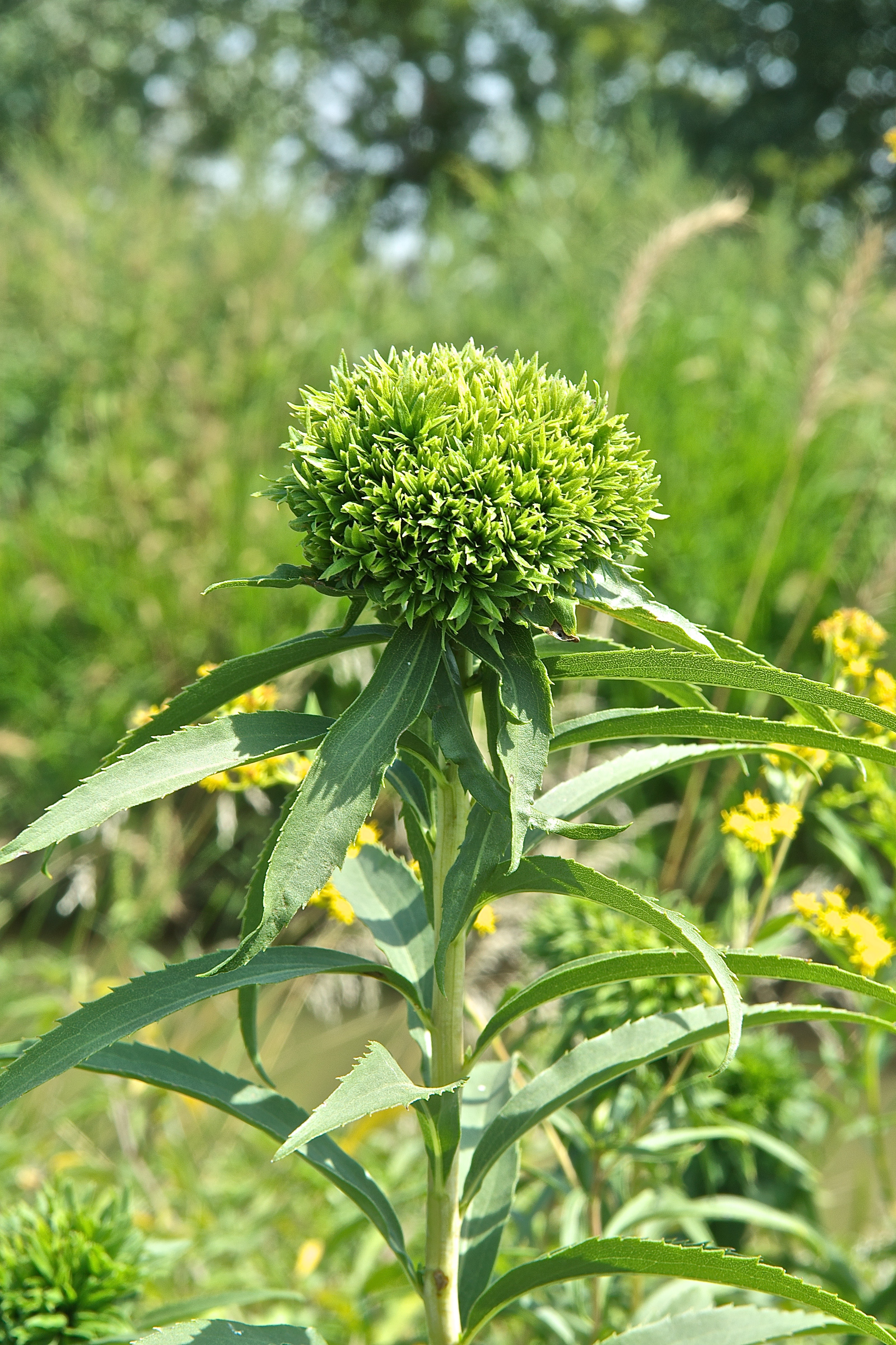 Goldenrod Rosetta Gall (Caused by G.R. Midge)