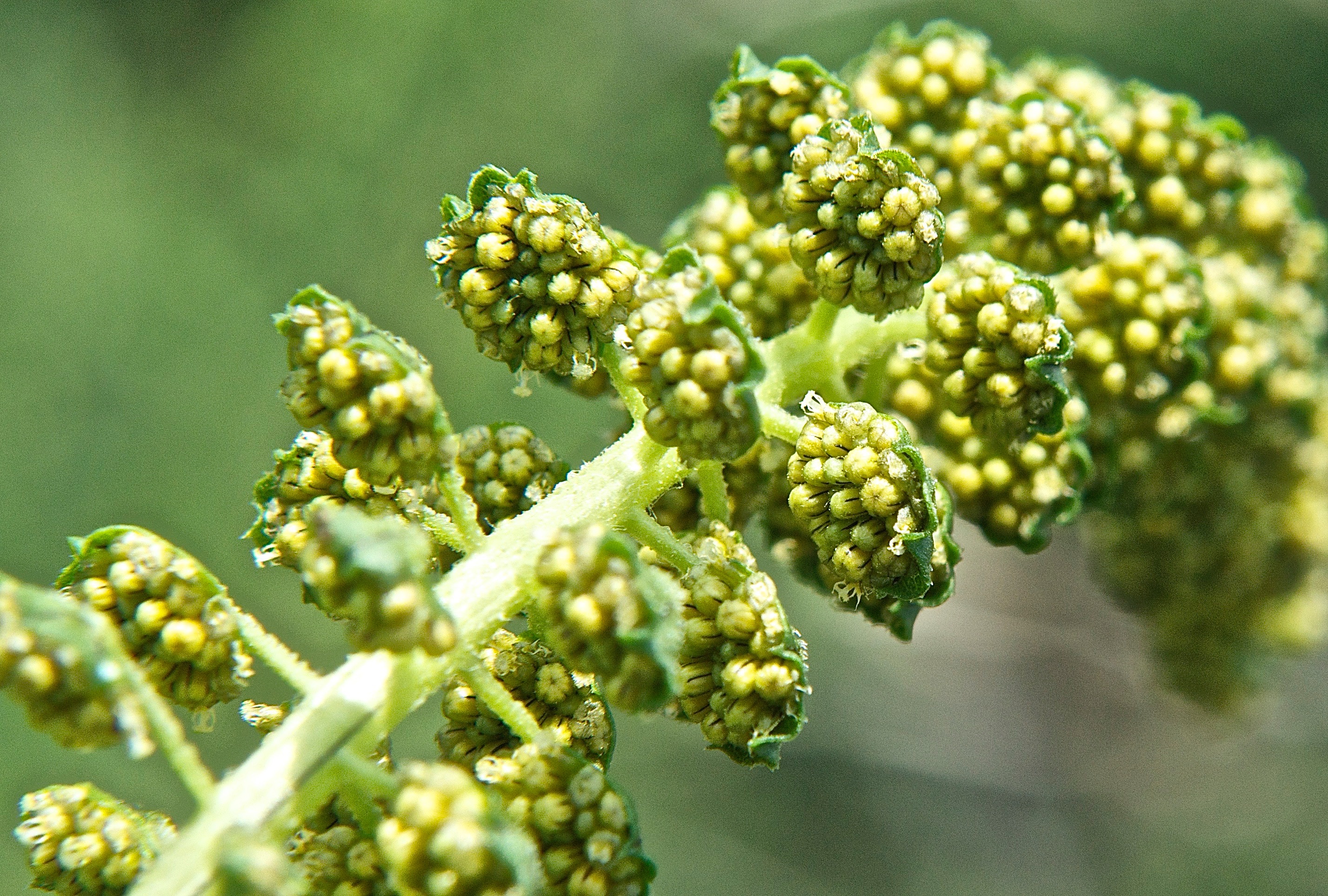 Giant Ragweed (Ambrosia trifida) Male Blooms