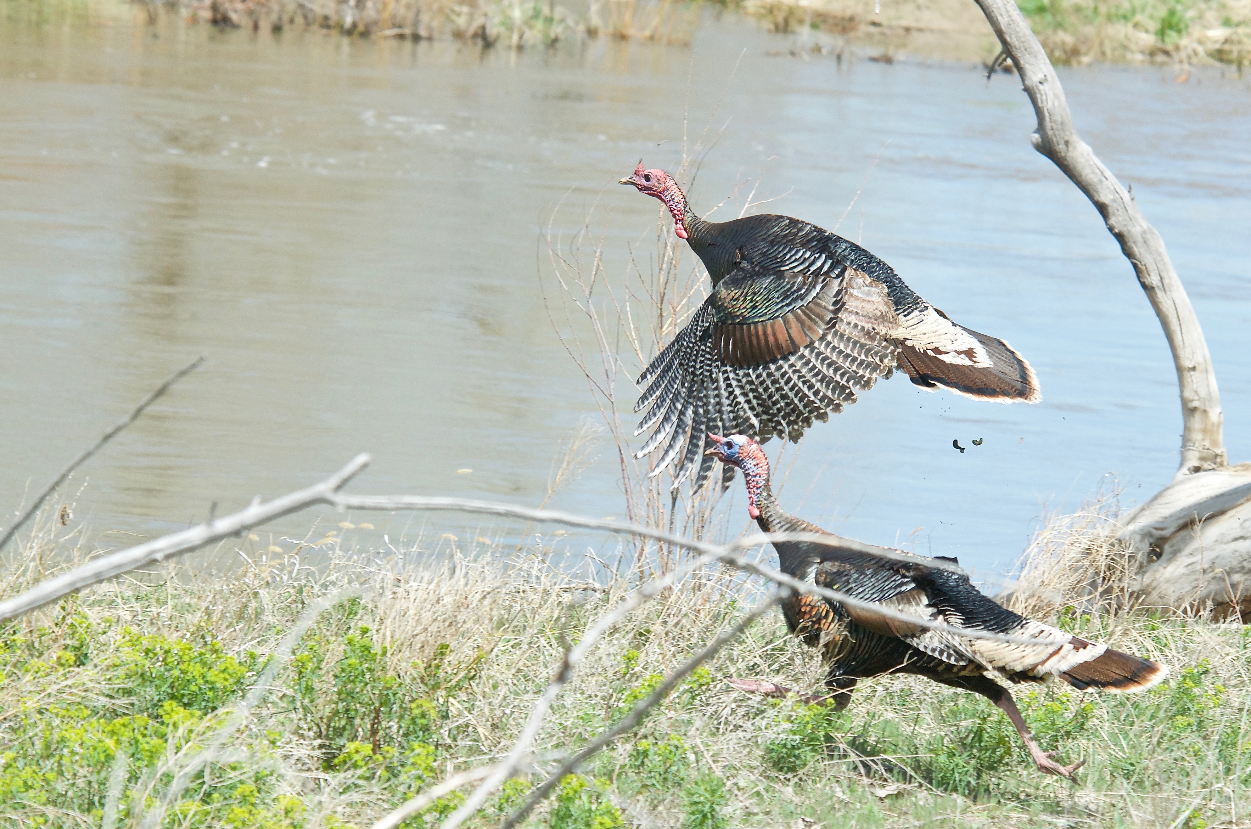 Rio Grande Turkey