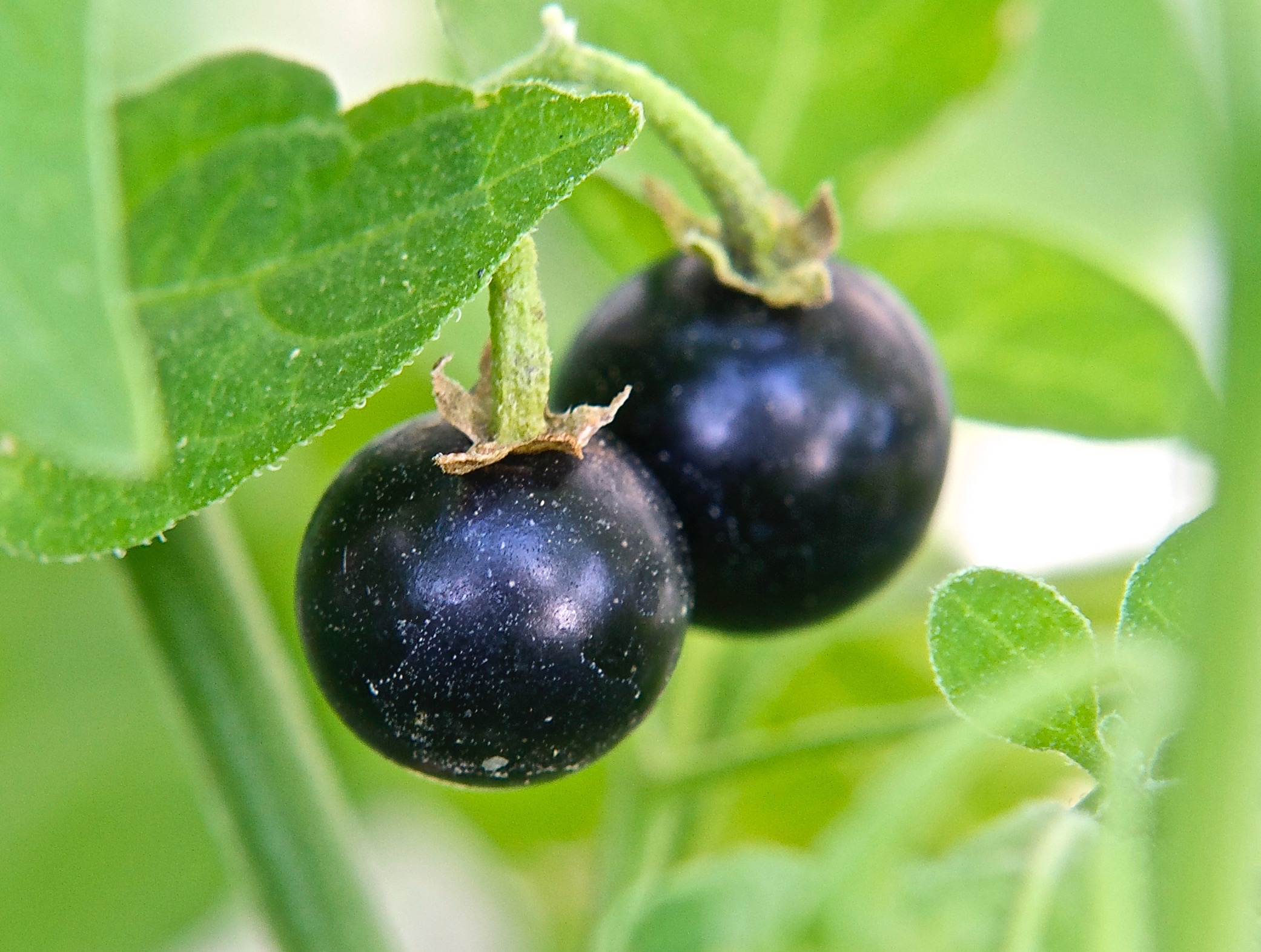 American (Black) Nightshade  (Solanum americanum)