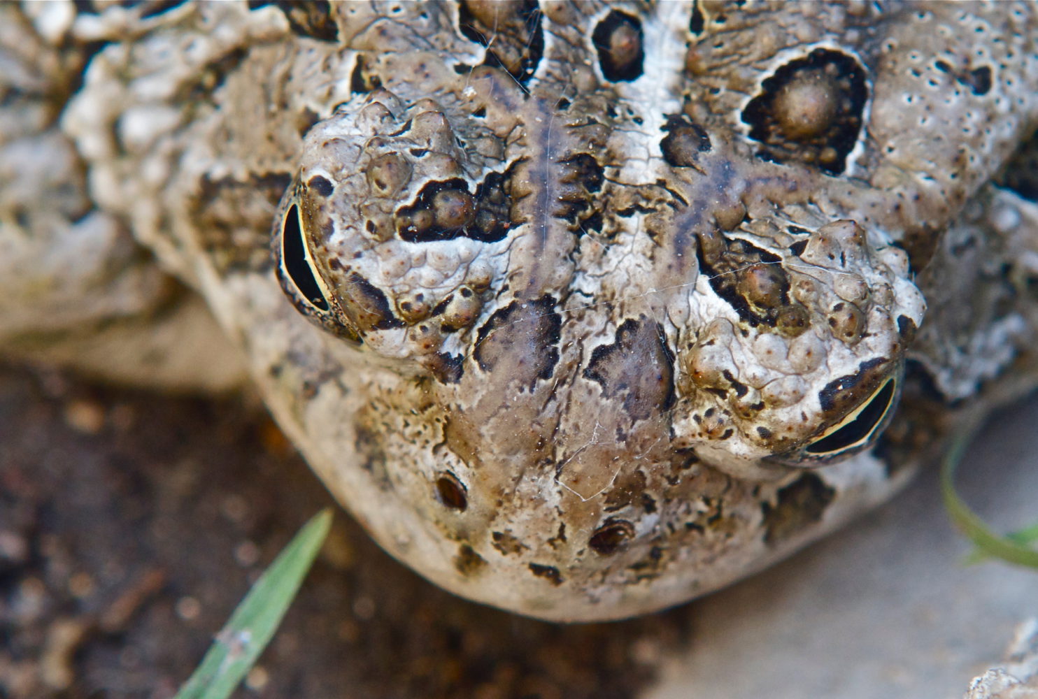 Toads (Woodhouse) Plants and Animals of Northeast Colorado