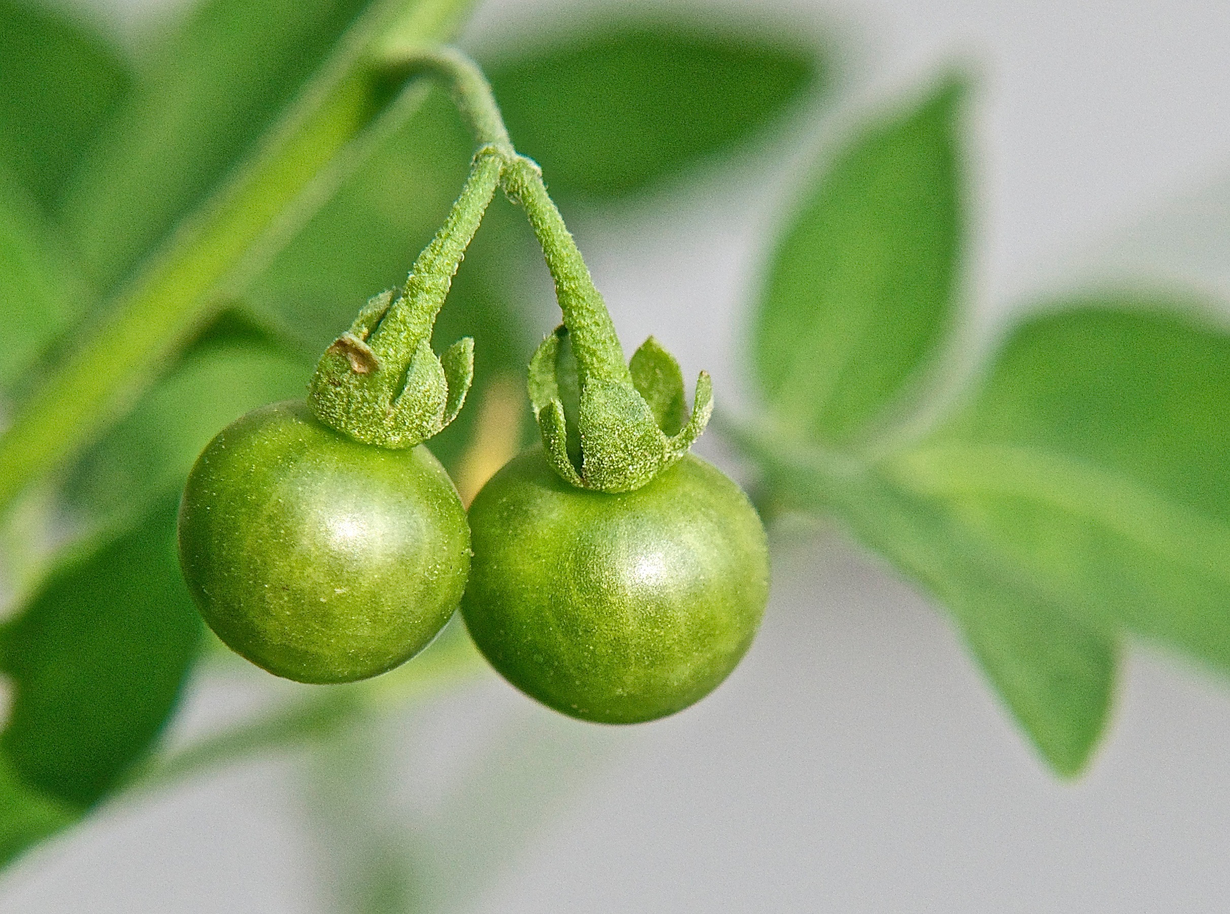 American (Black) Nightshade  (Solanum americanum)