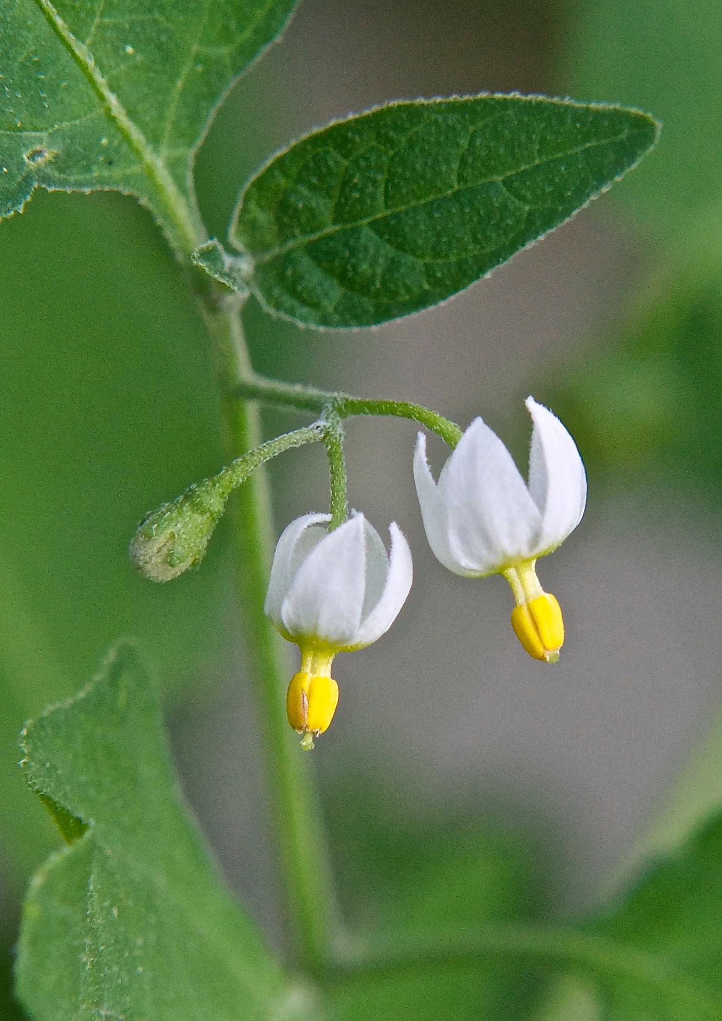 American (Black) Nightshade  (Solanum americanum)