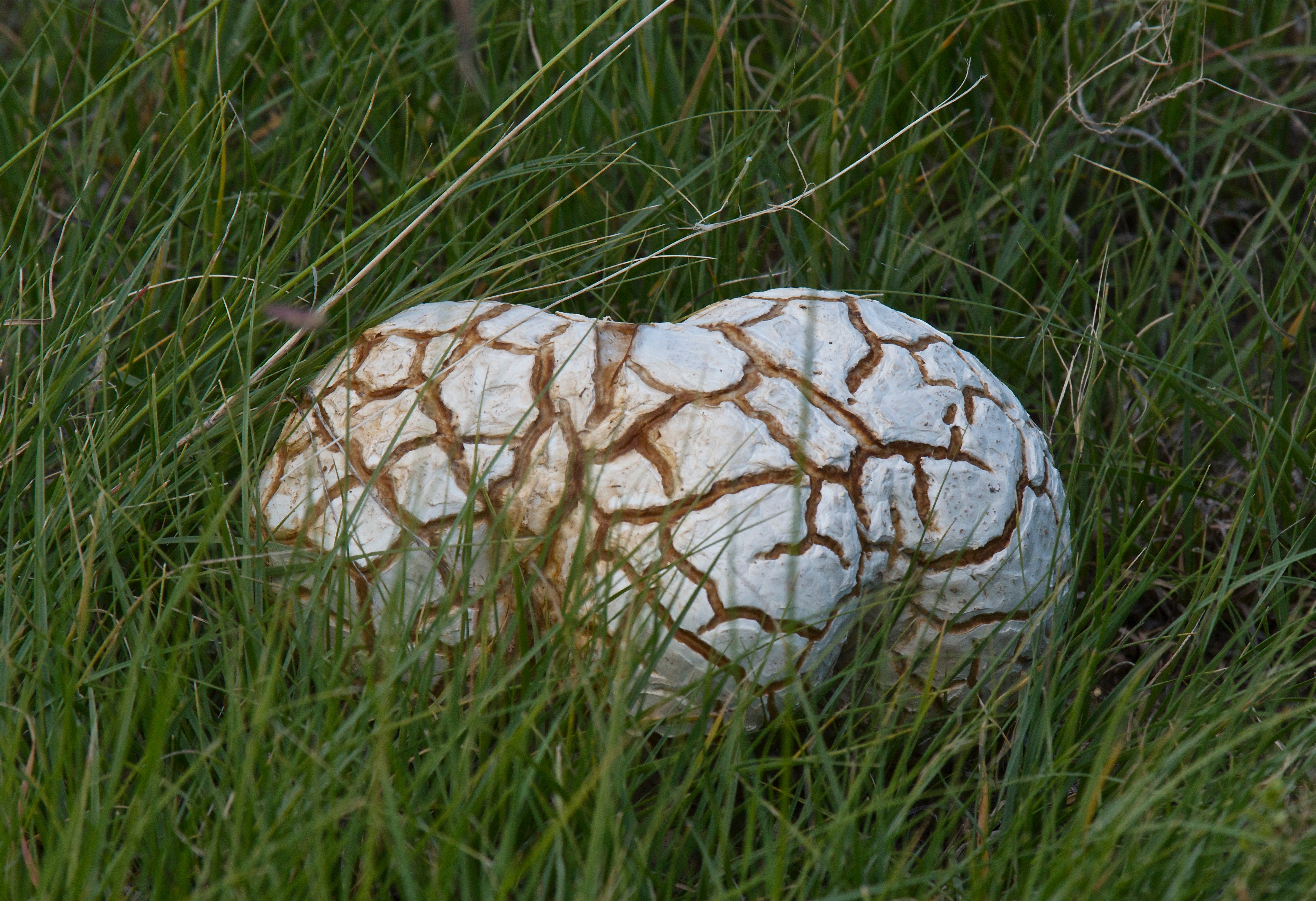 Western Giant Puffball (Calvatia booniana) at Inlet Grove Walk